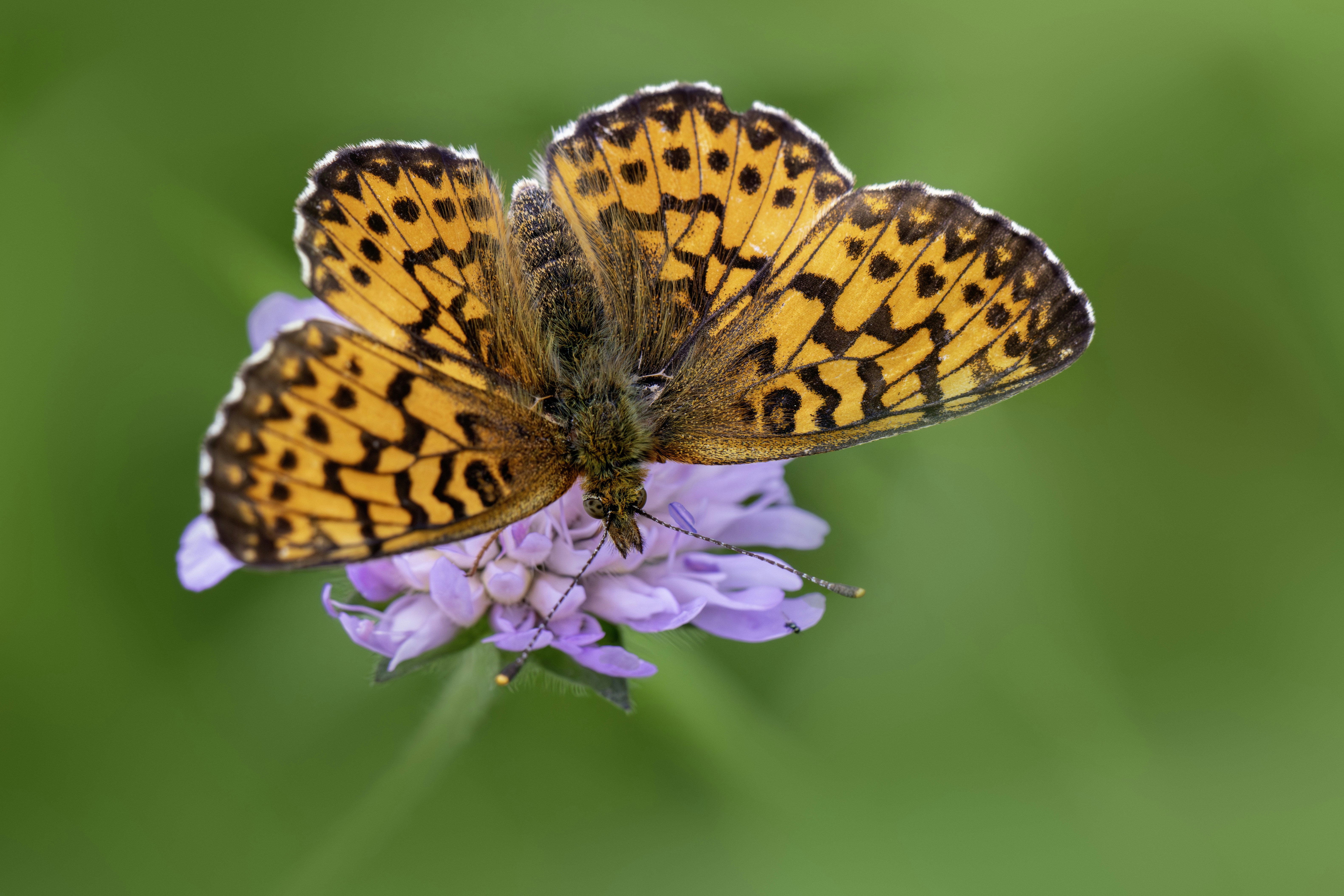 Photo by erik_karits