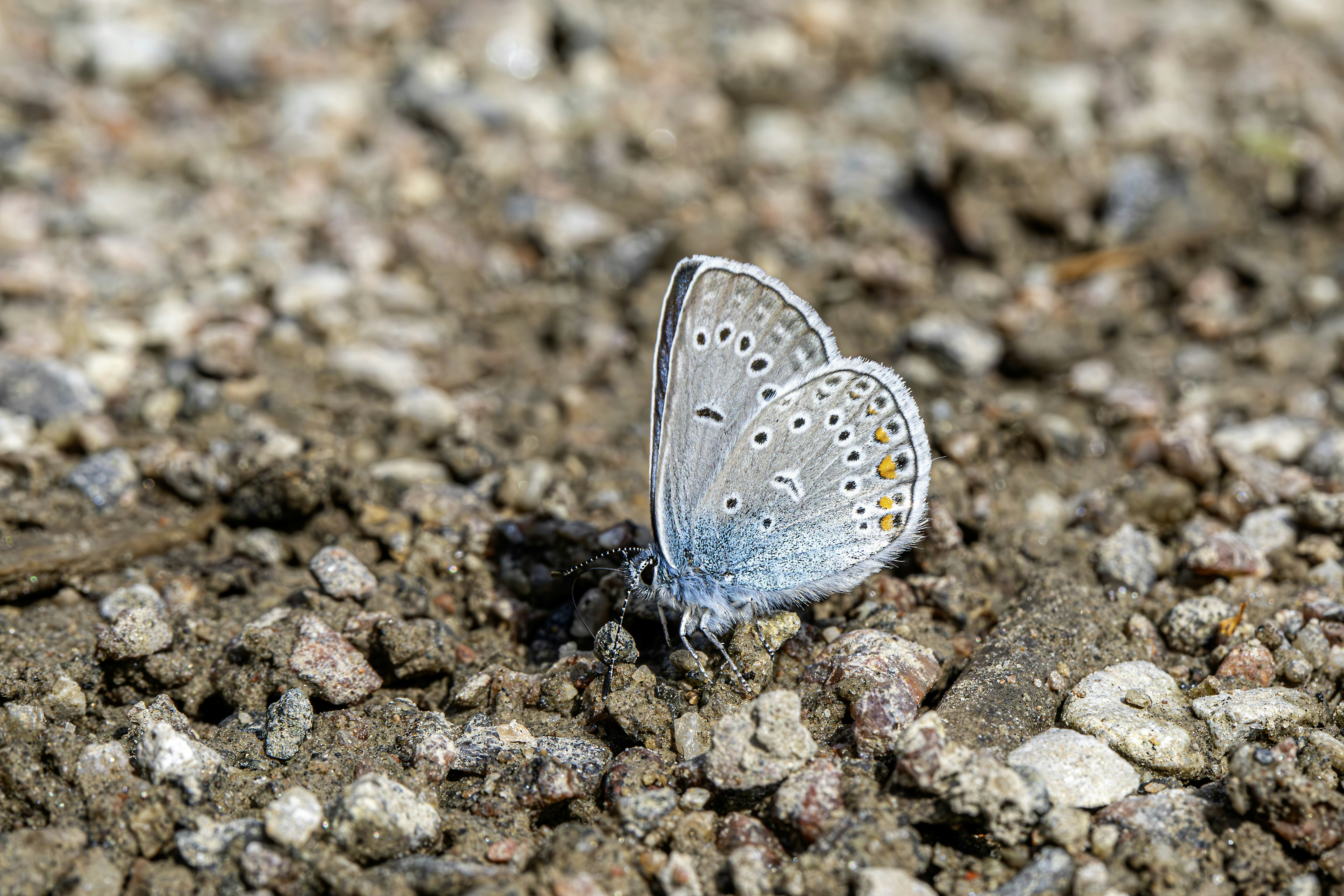 Photo by erik_karits