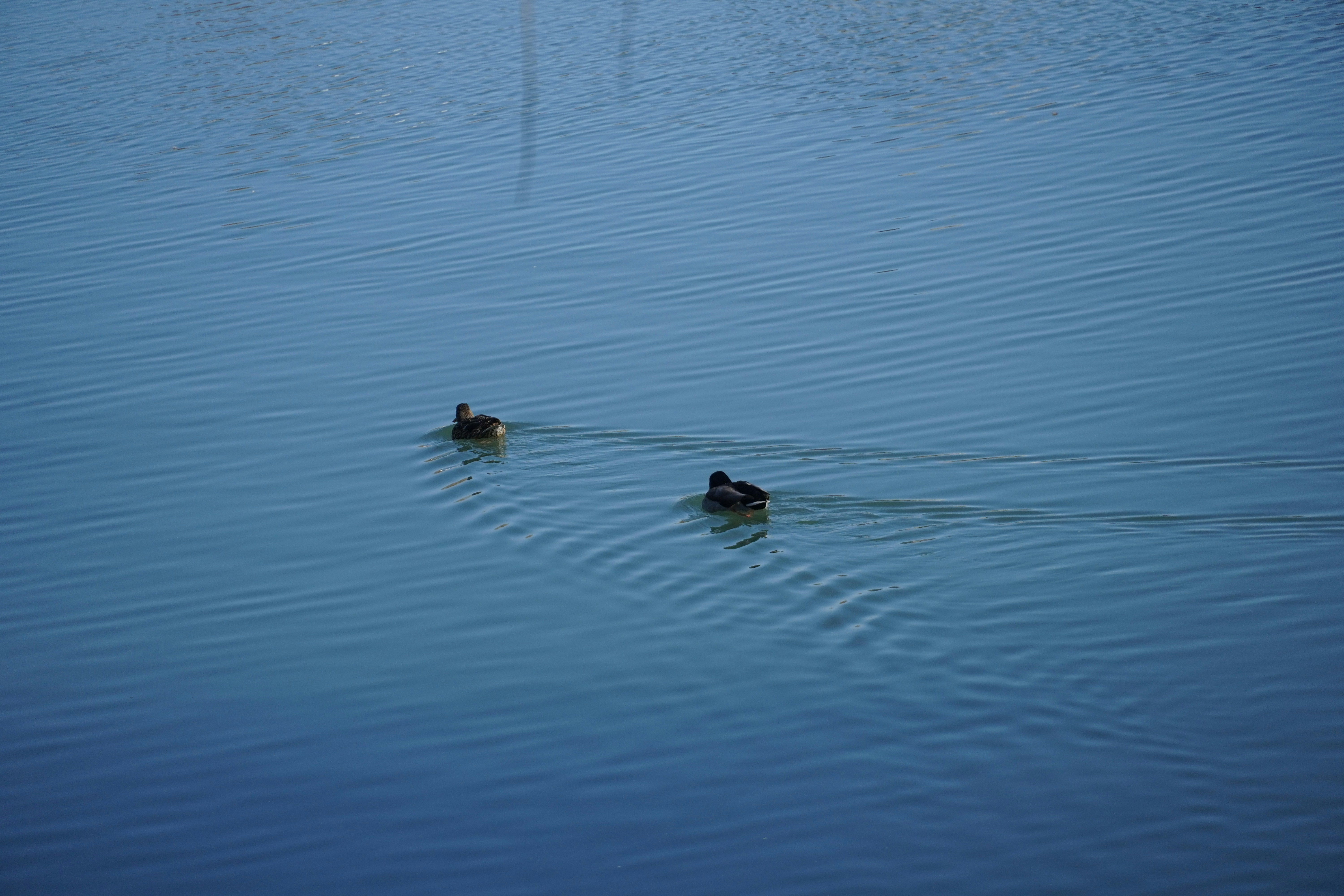 Photo by crackcristine