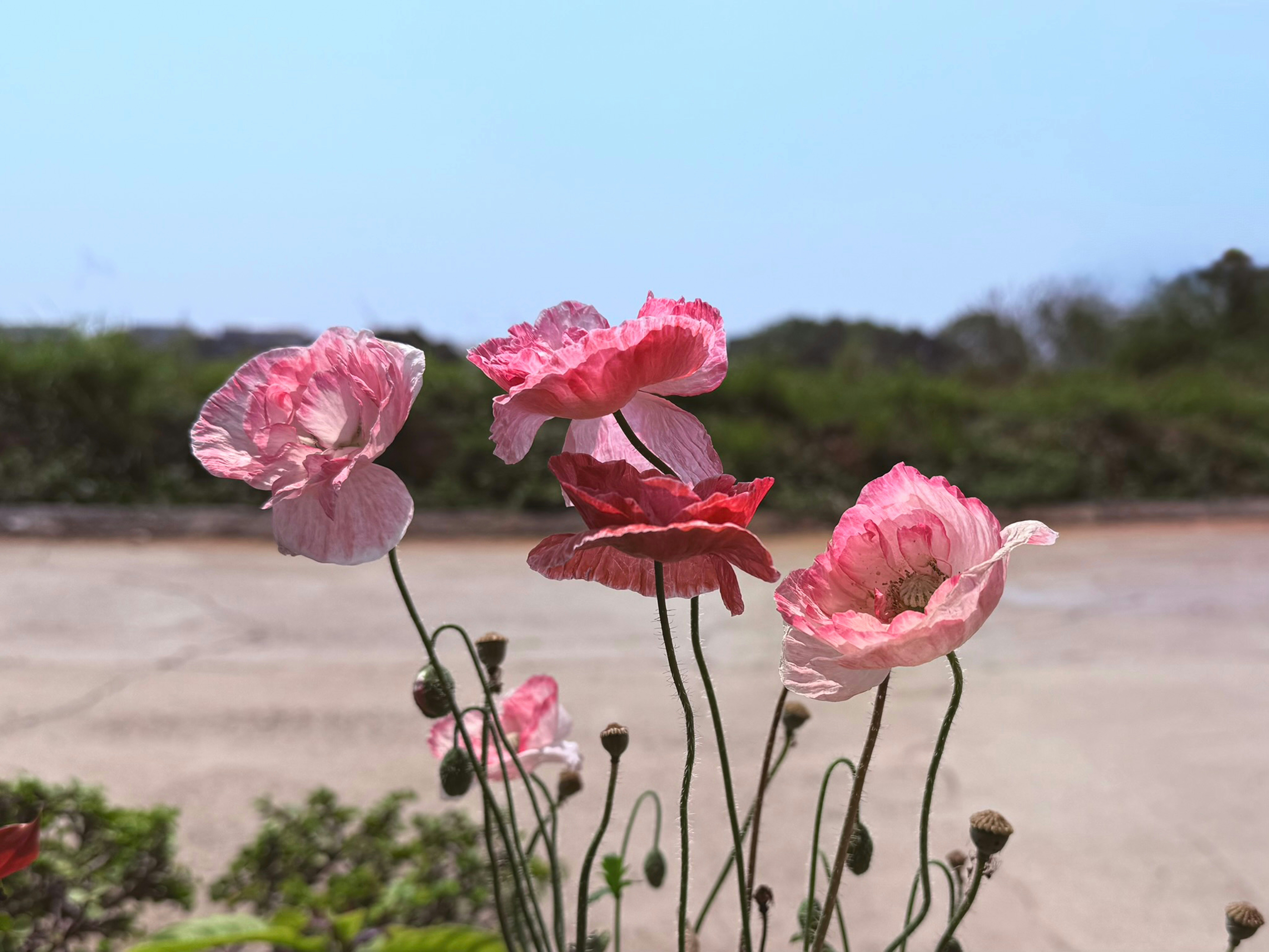 Pink poppies blooming under a clear, blue sky.