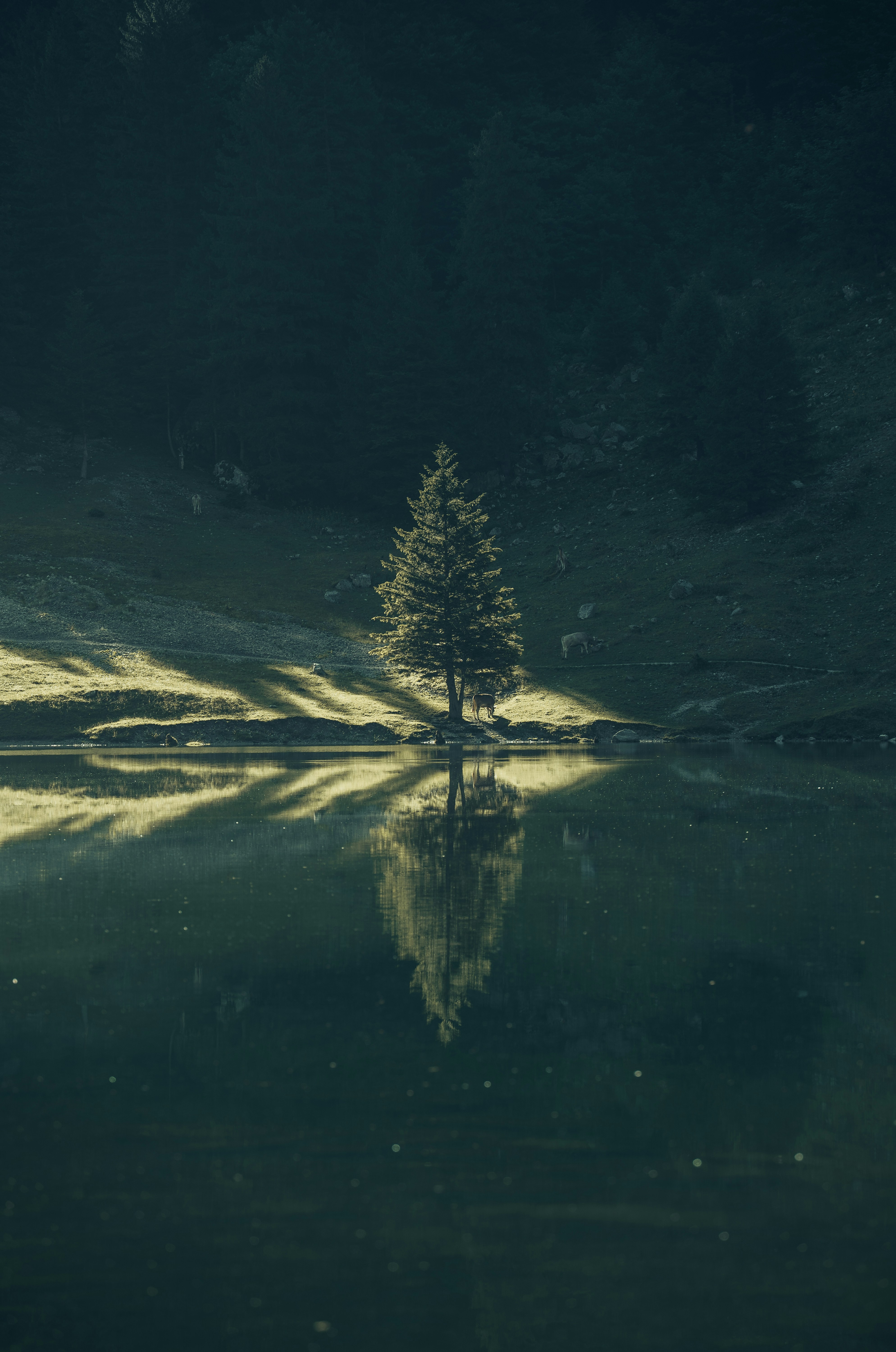 A lone tree reflects on a tranquil lake.