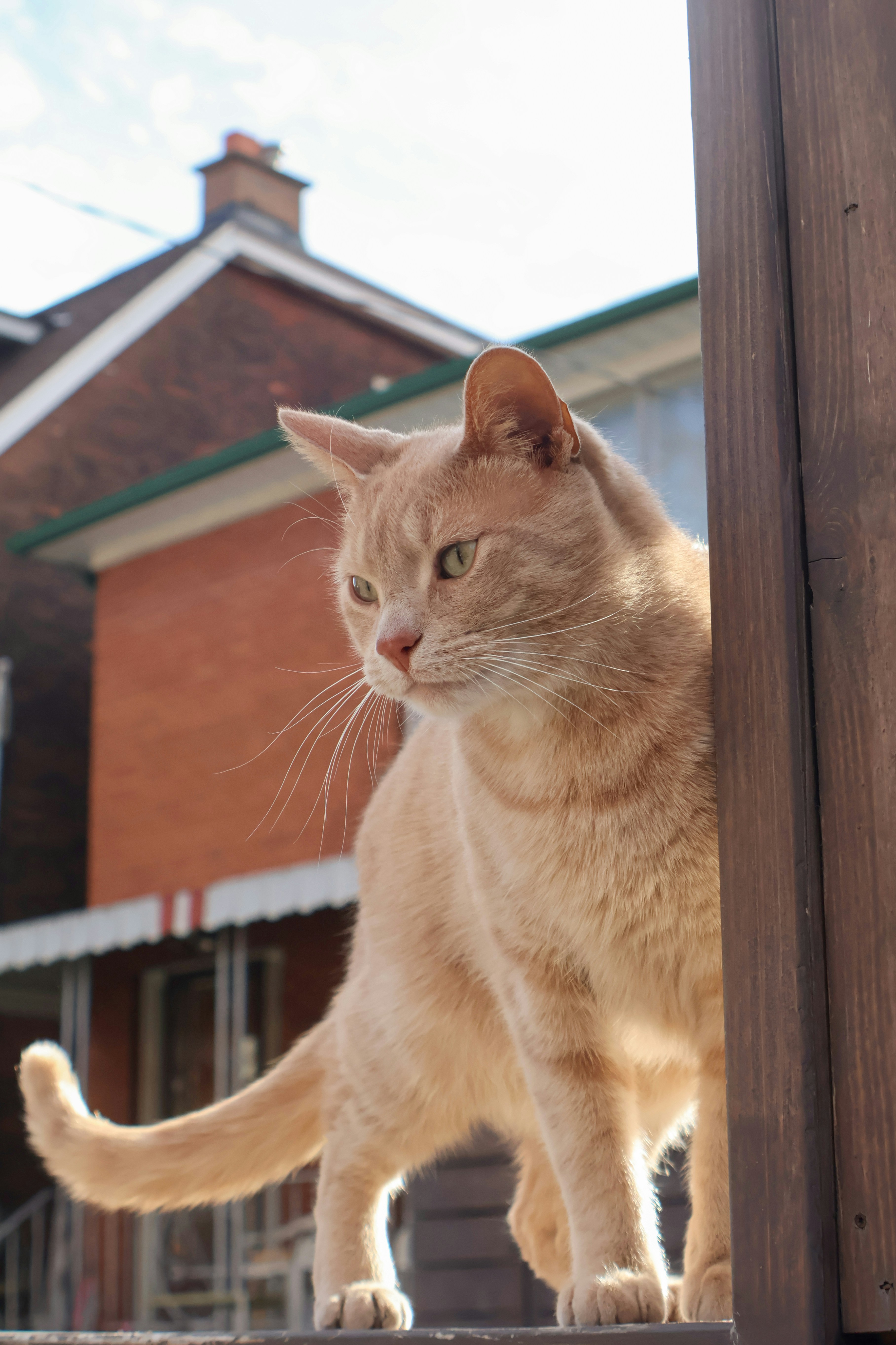 A curious cat is standing outdoors.
