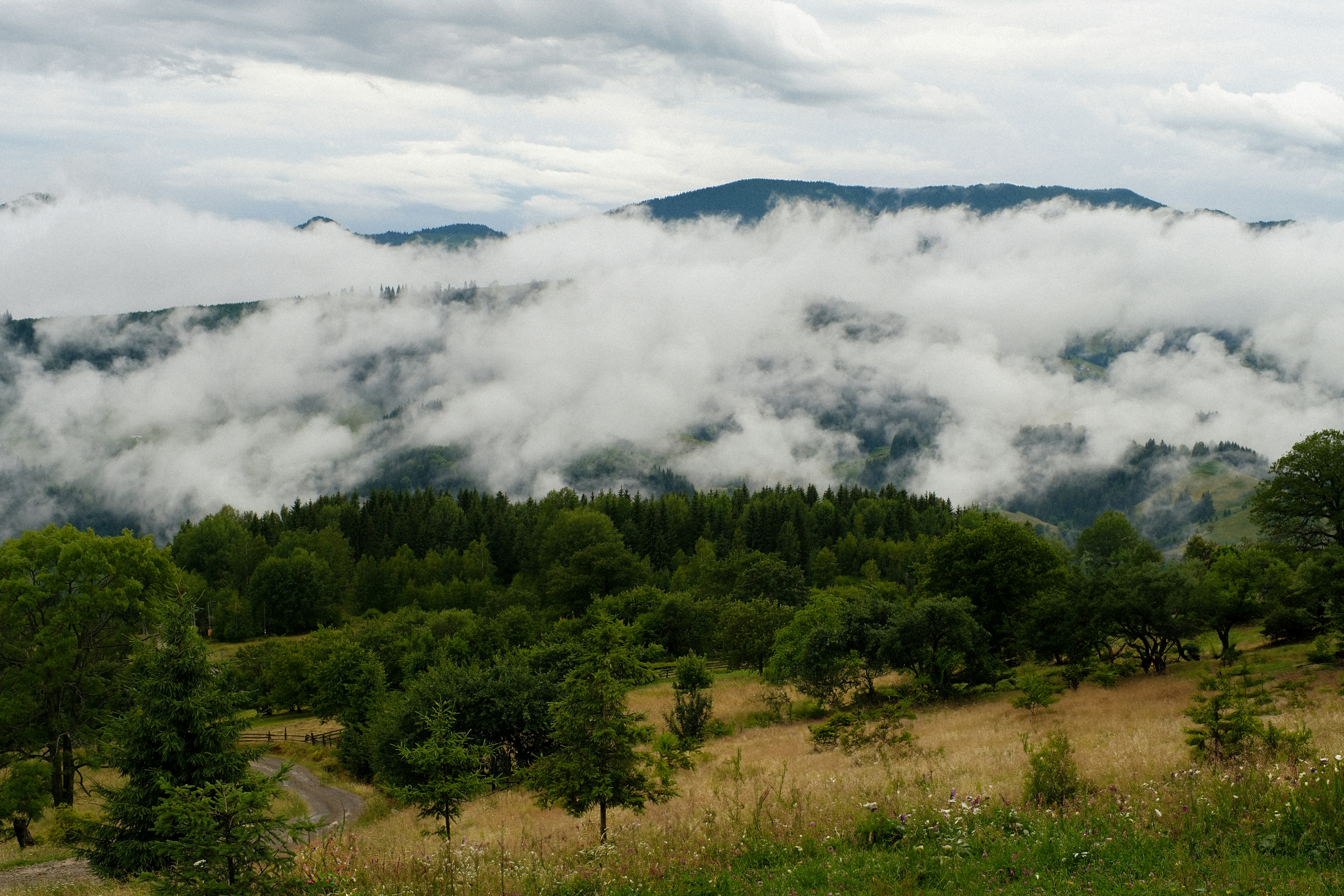 Photo by pavlo_talpa