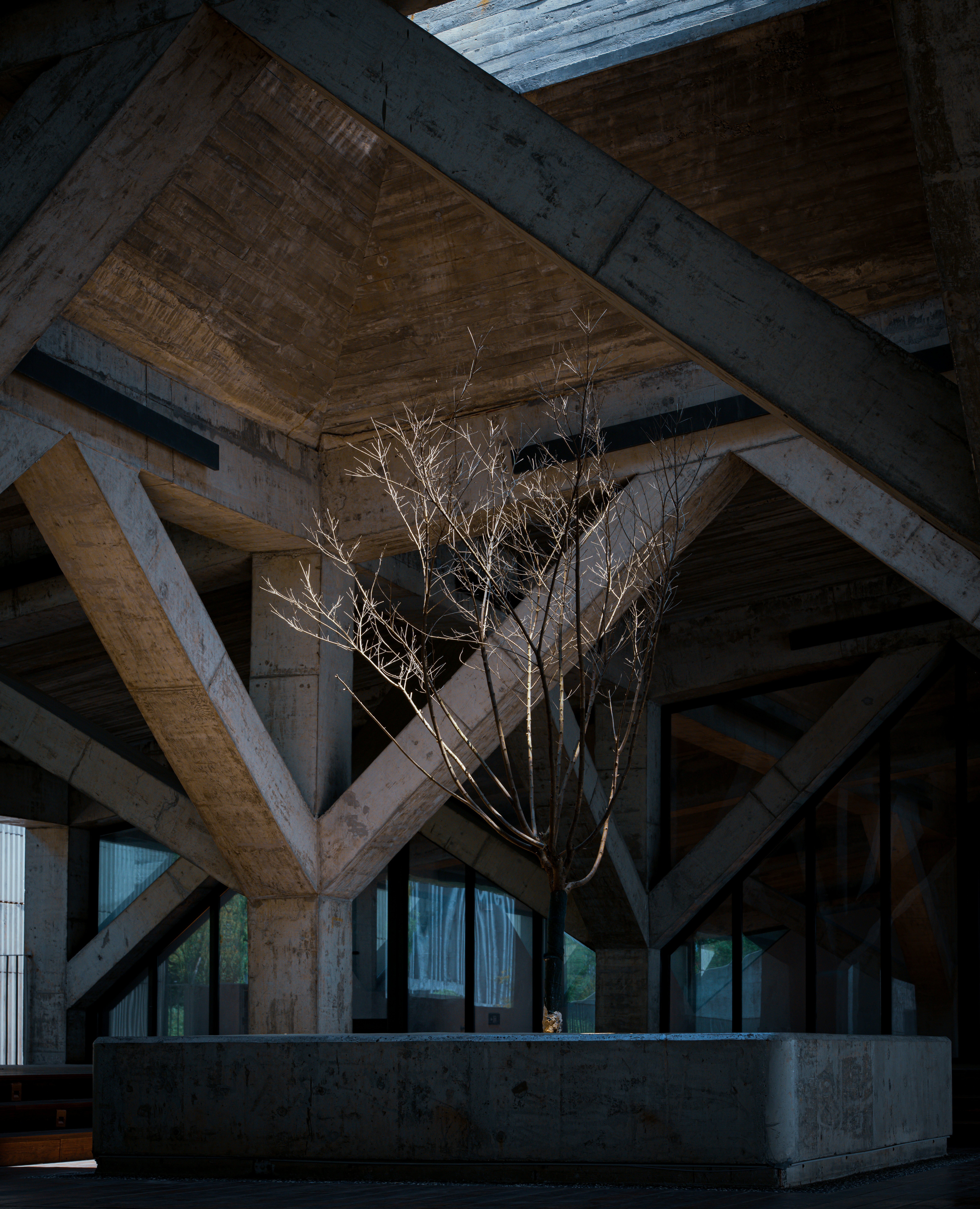 A tree growing inside a concrete and timber structure with deep beams