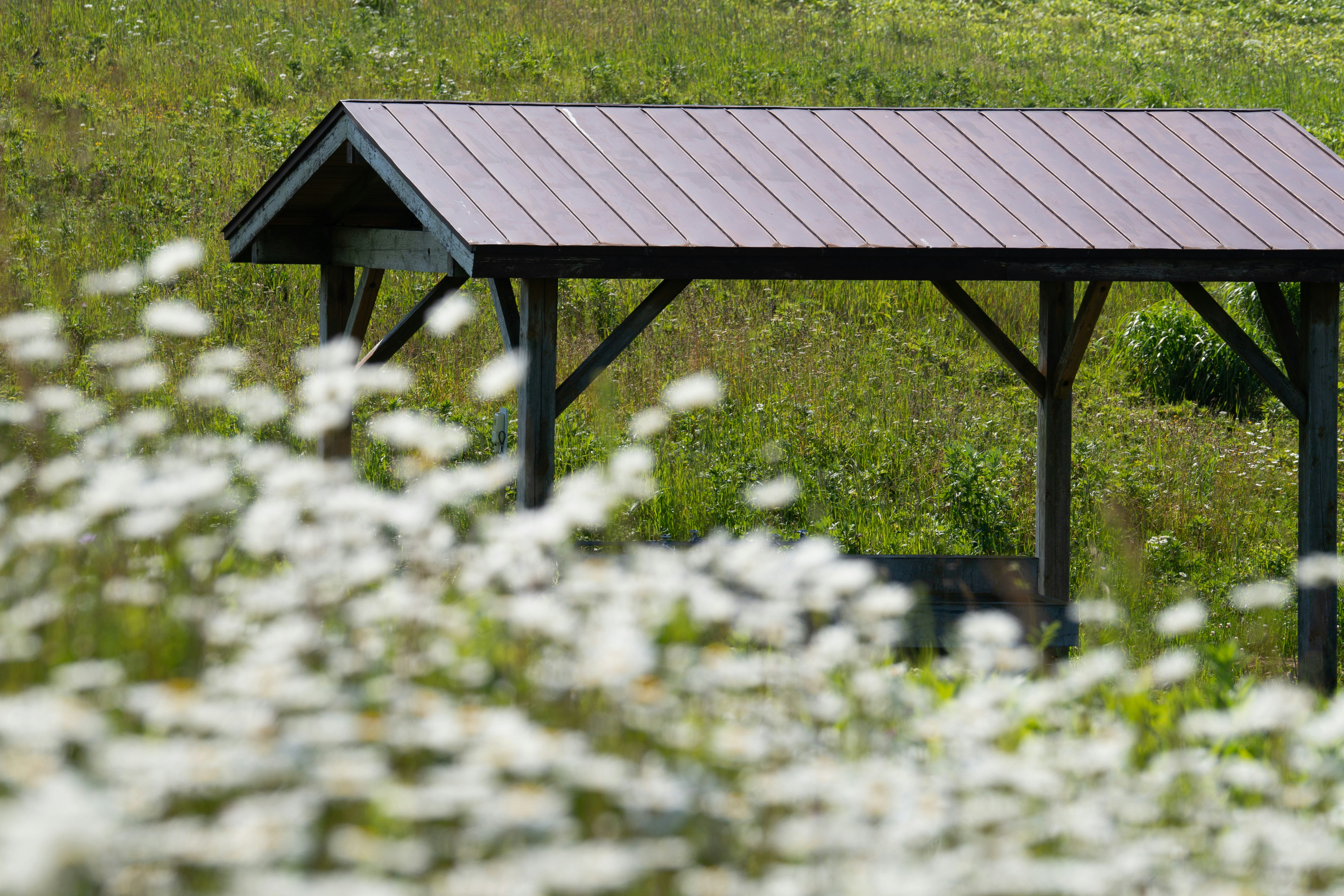 Solar Developer Bankruptcy Shakes Sector Amid Policy Shock