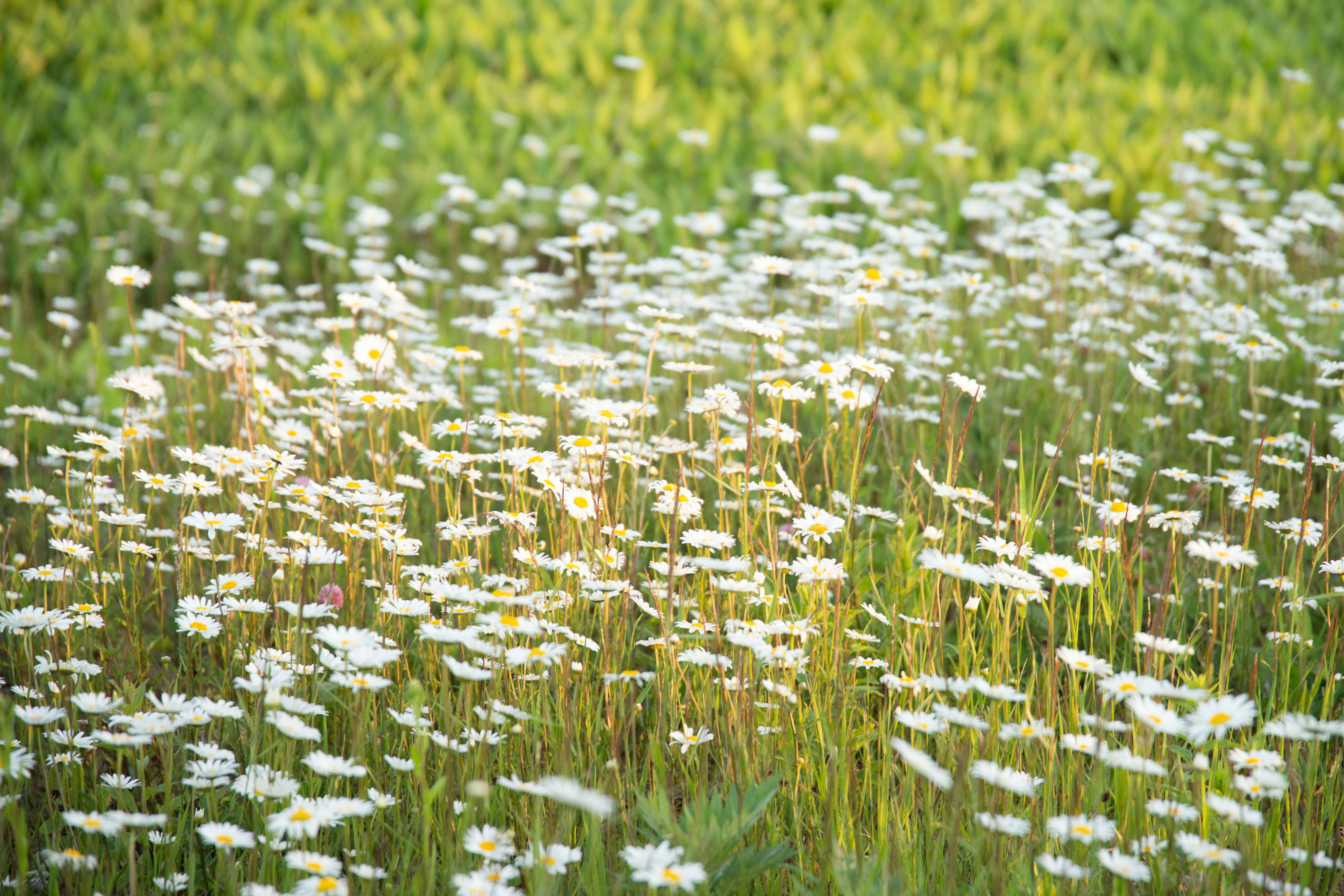 Photo by da_shika_photo