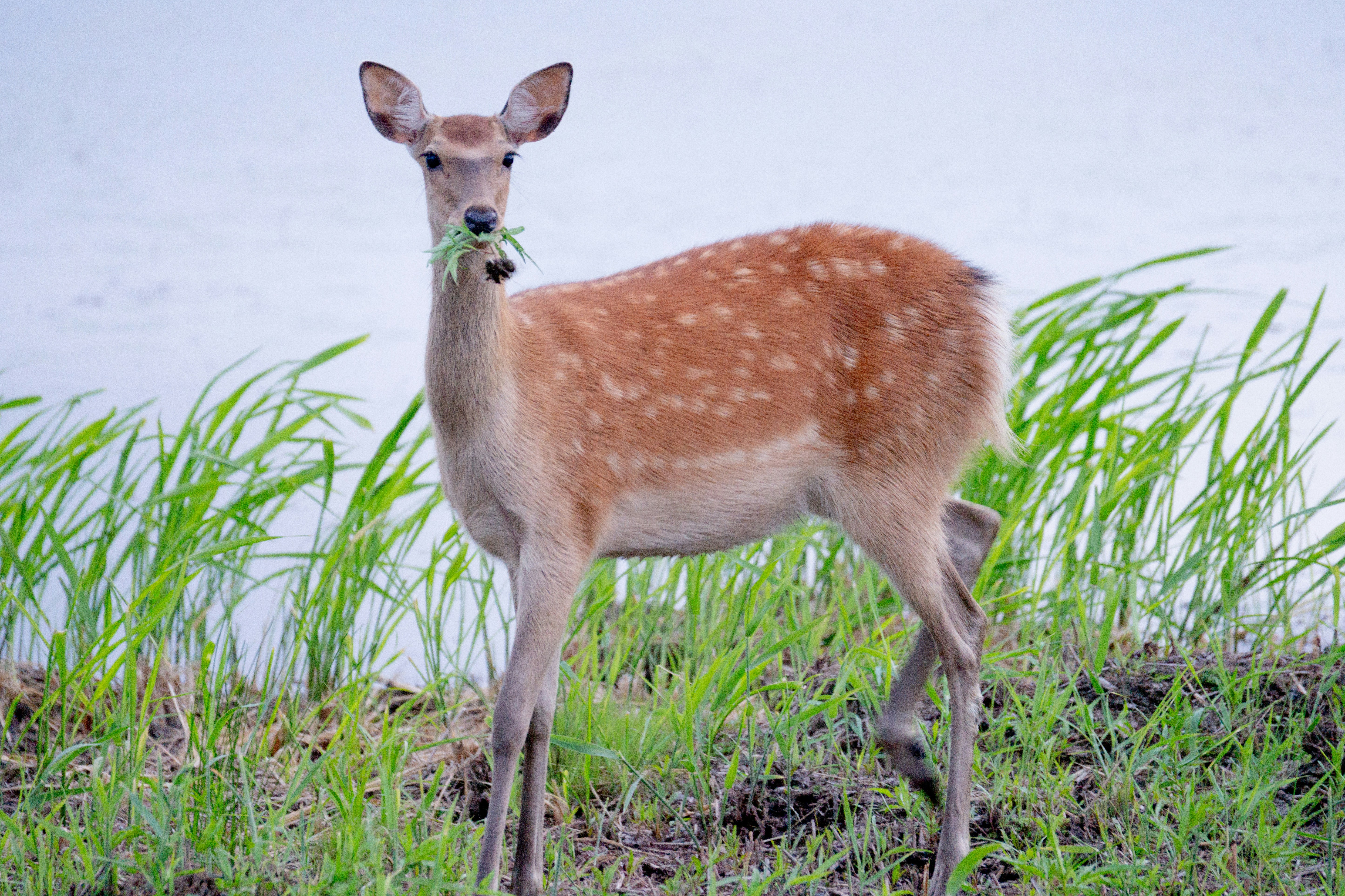 Photo by da_shika_photo