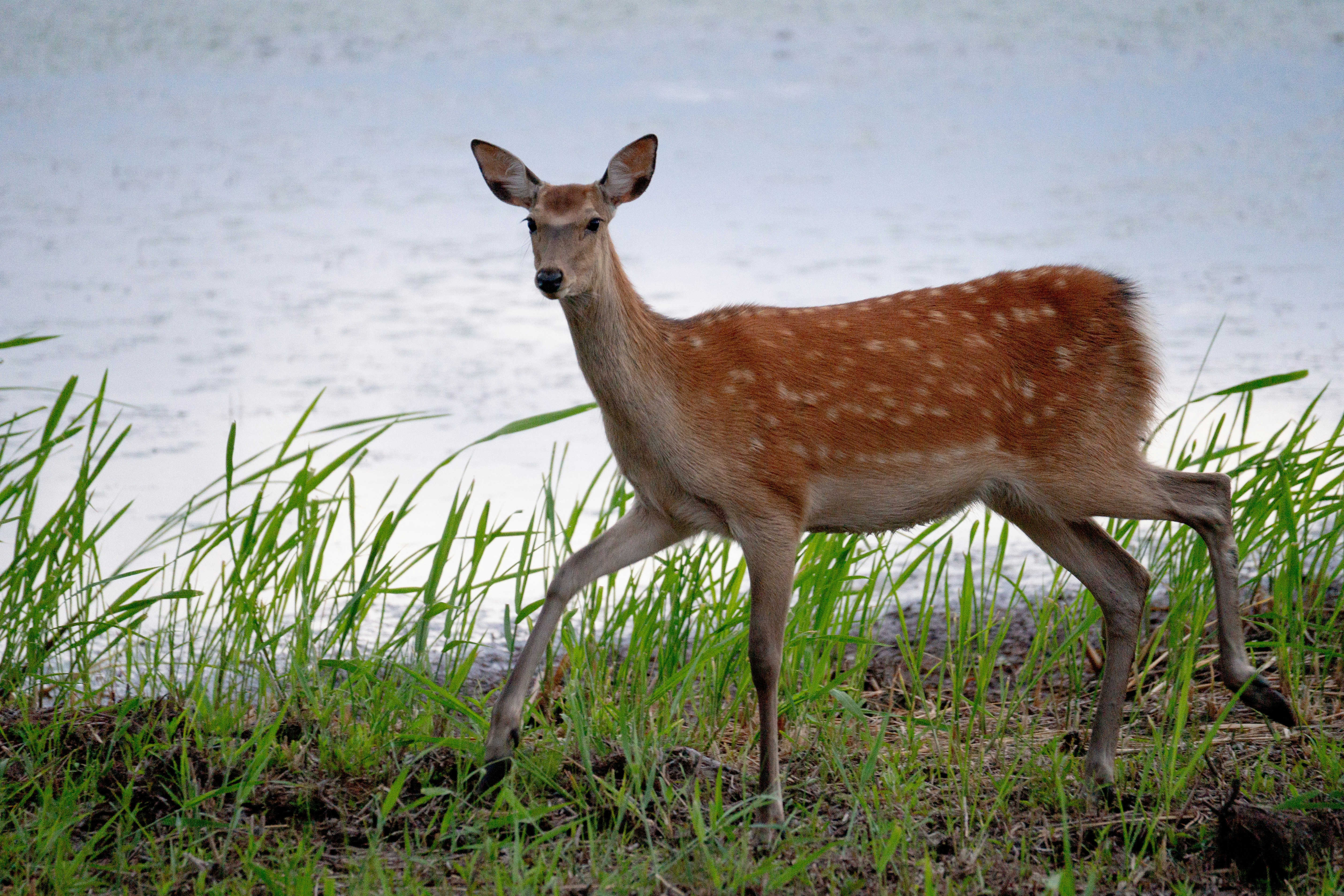 Photo by da_shika_photo