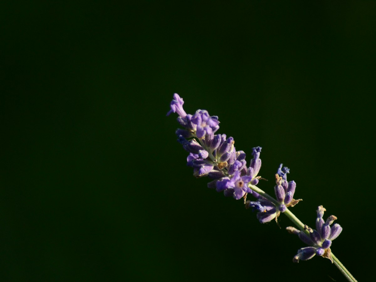 Aromatherapy