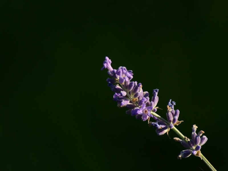 Aromatherapy