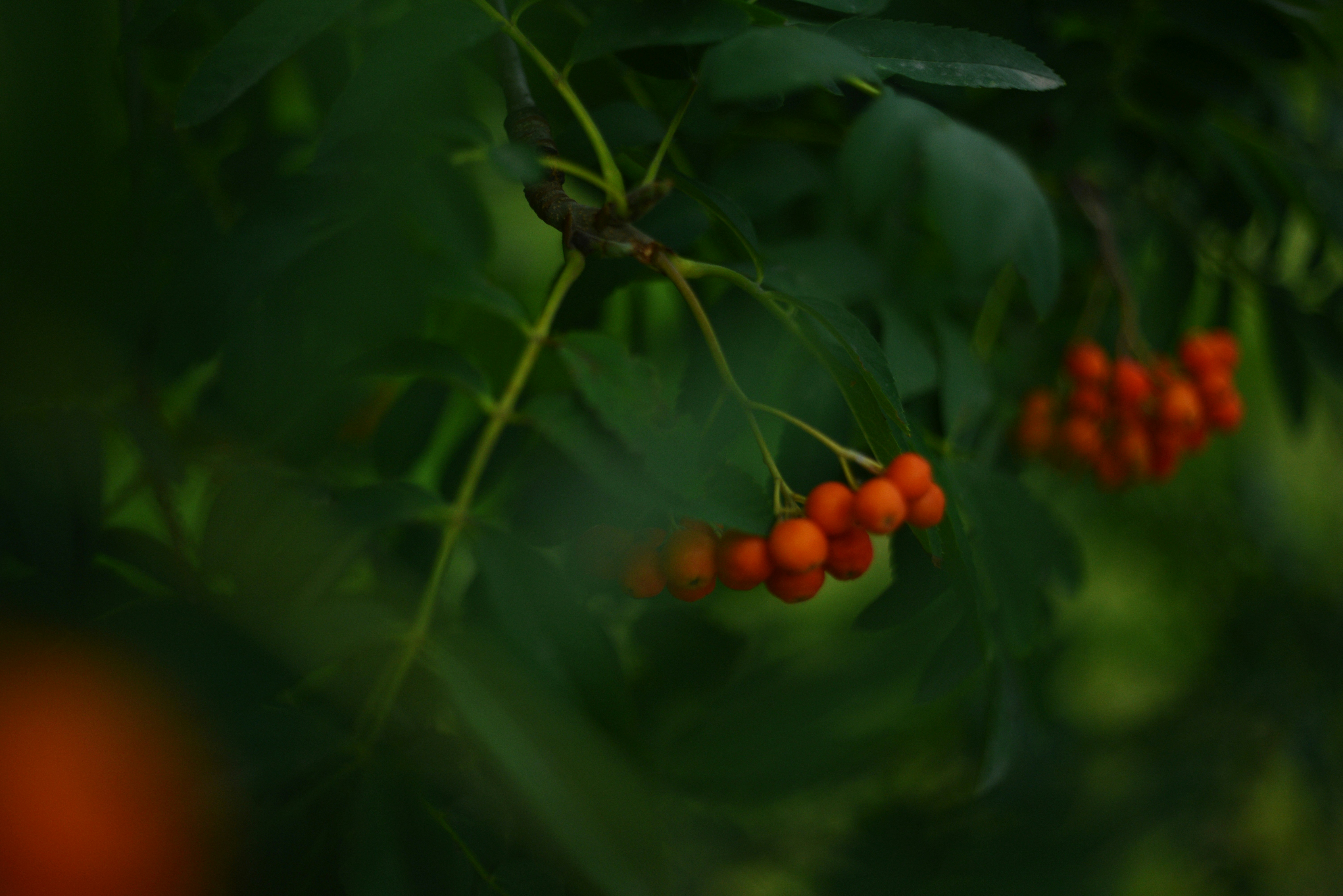 Photo by cherstve_pechivo