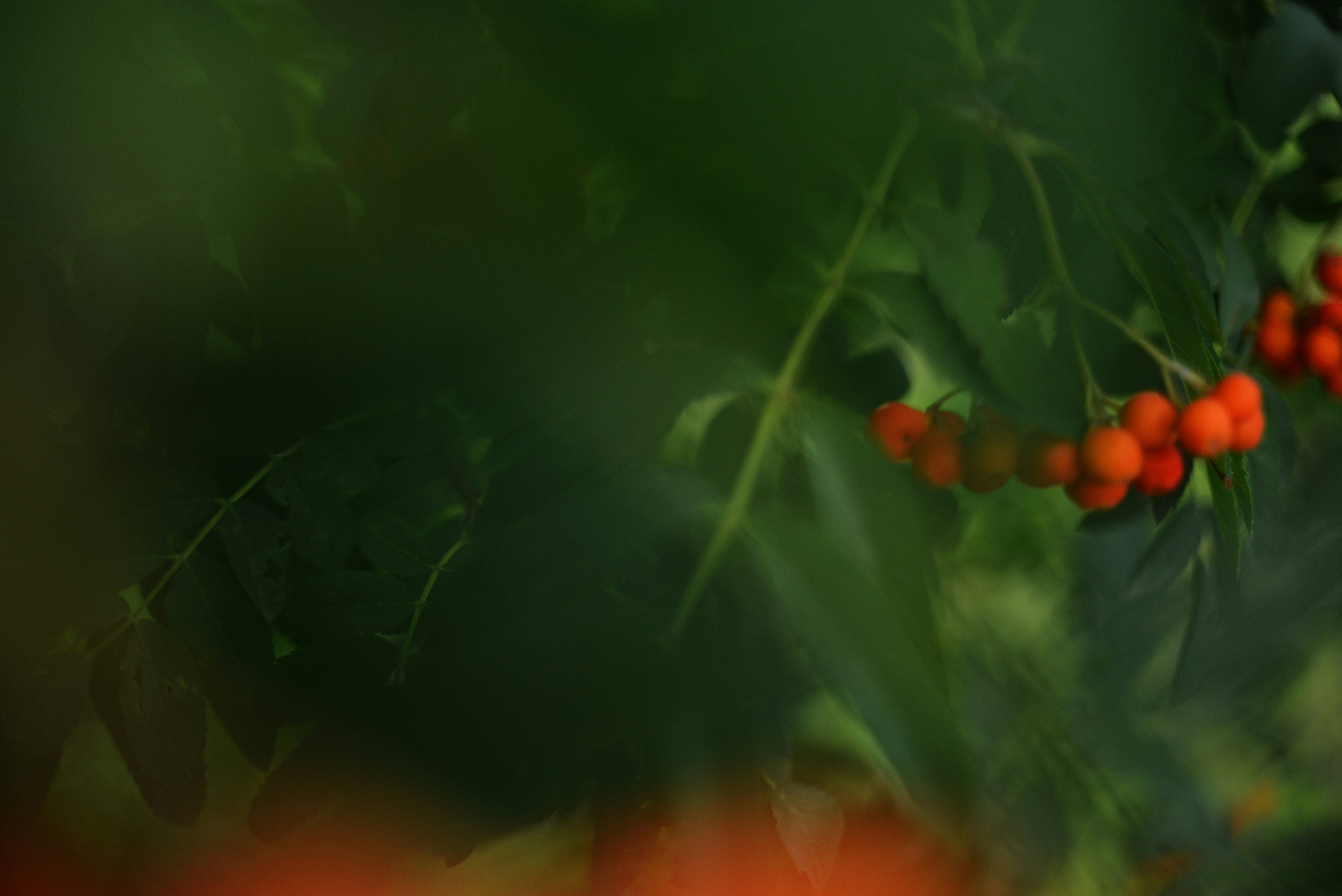 Photo by cherstve_pechivo