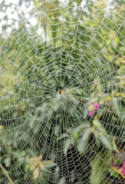 A spiderweb glistens in the morning light.