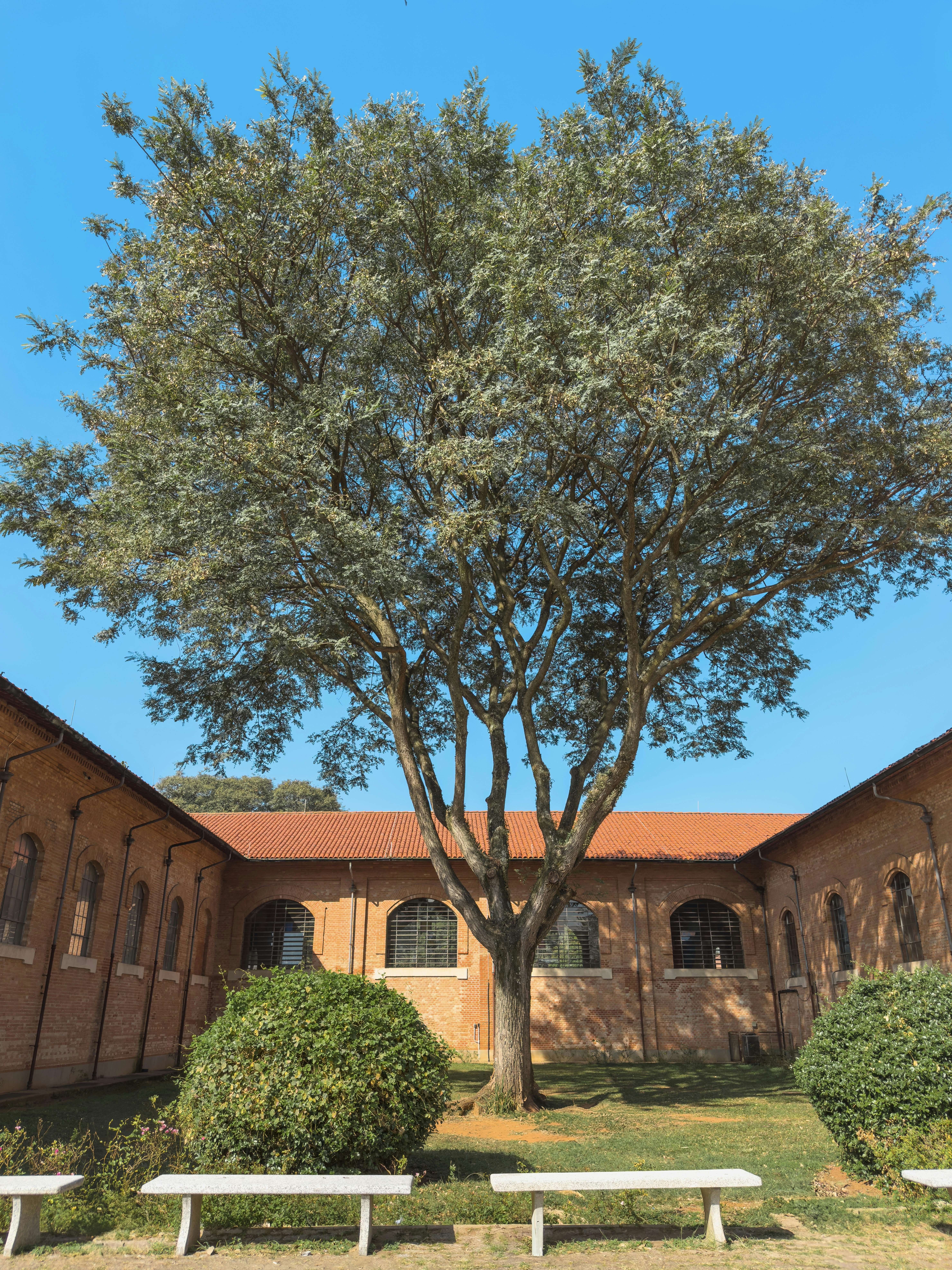 A tree grows between buildings on a bright day.