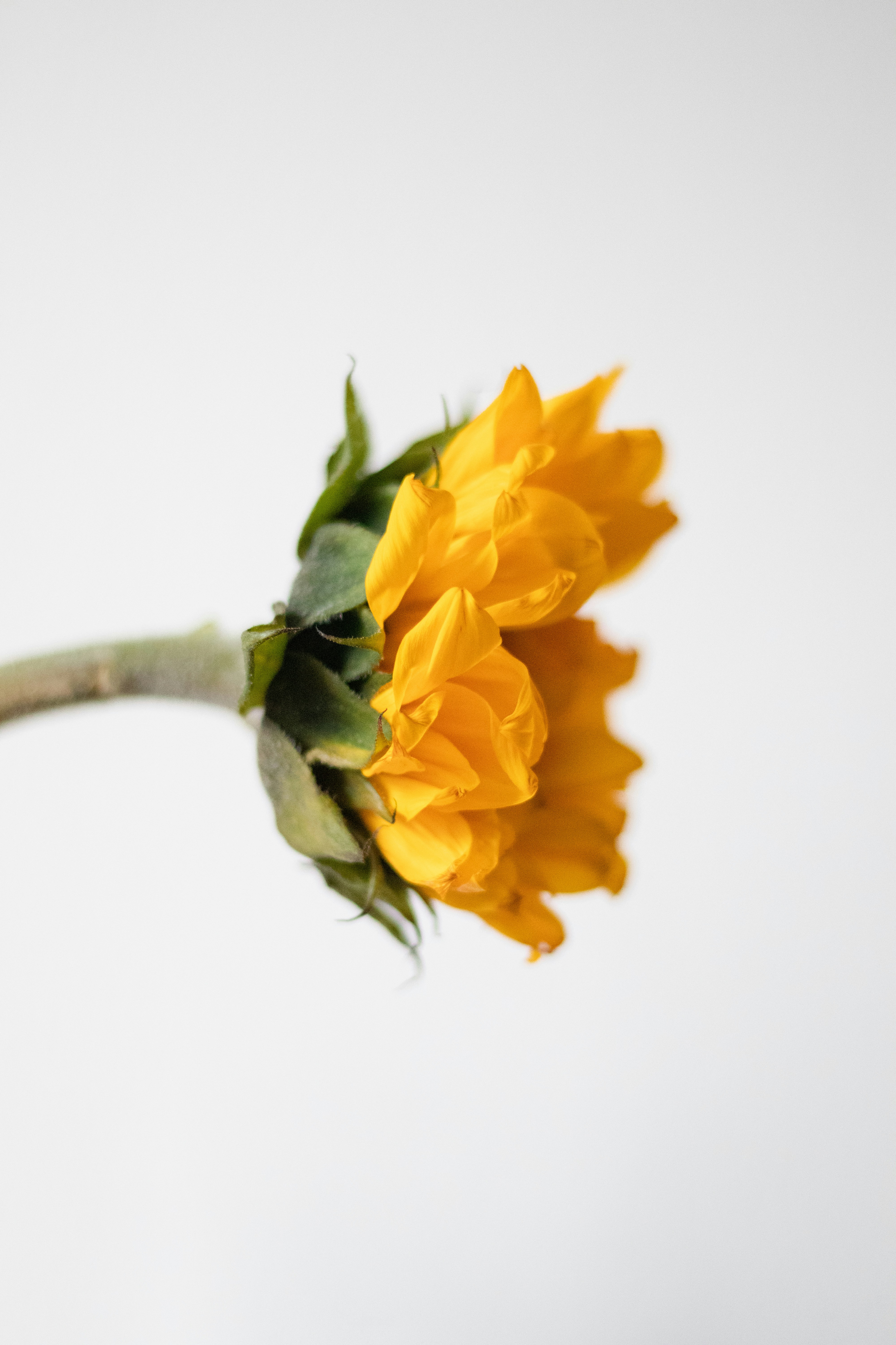 Um girassol amarelo com folhas verdes sobre branco.