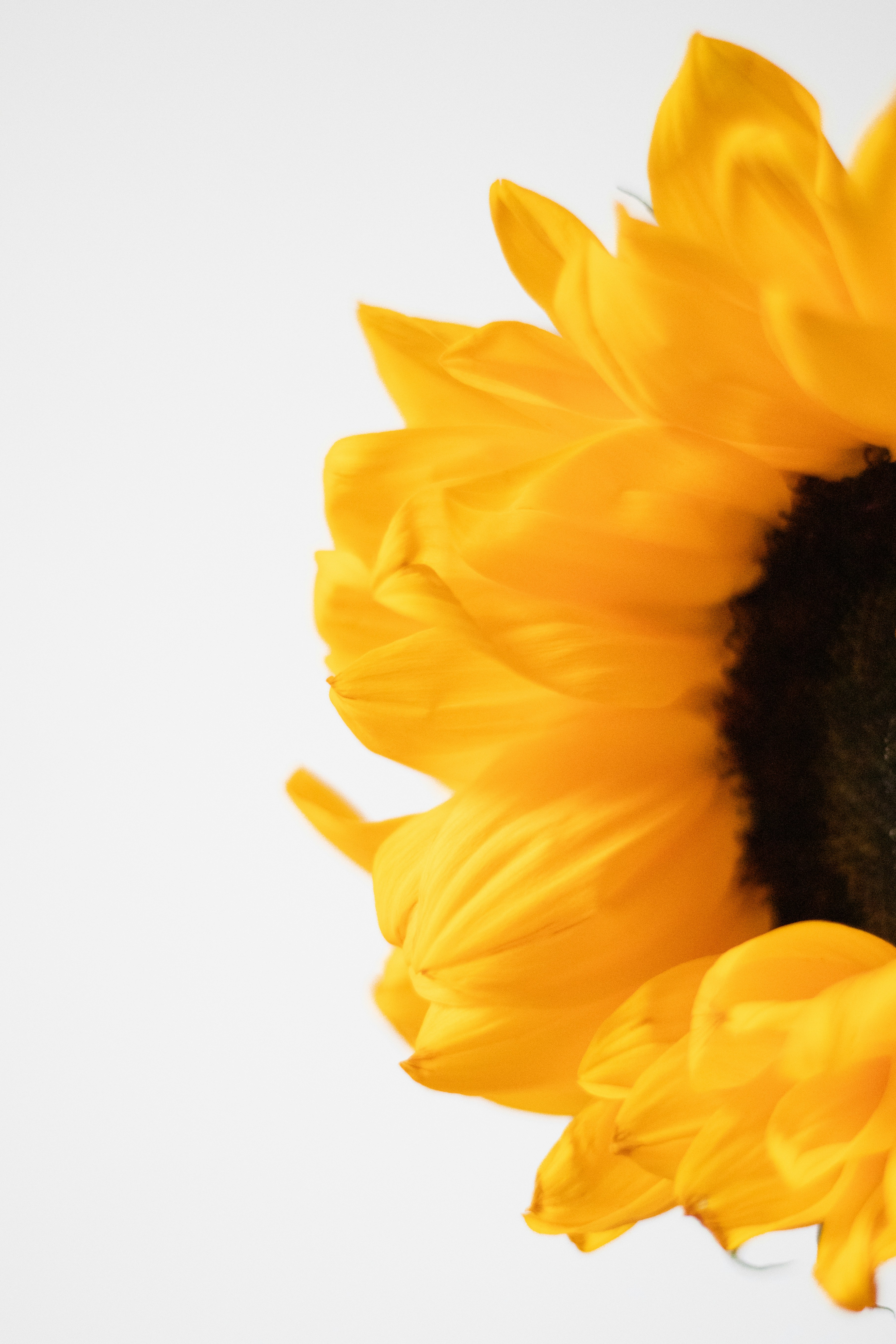 Um girassol brilhante é parcialmente visível.