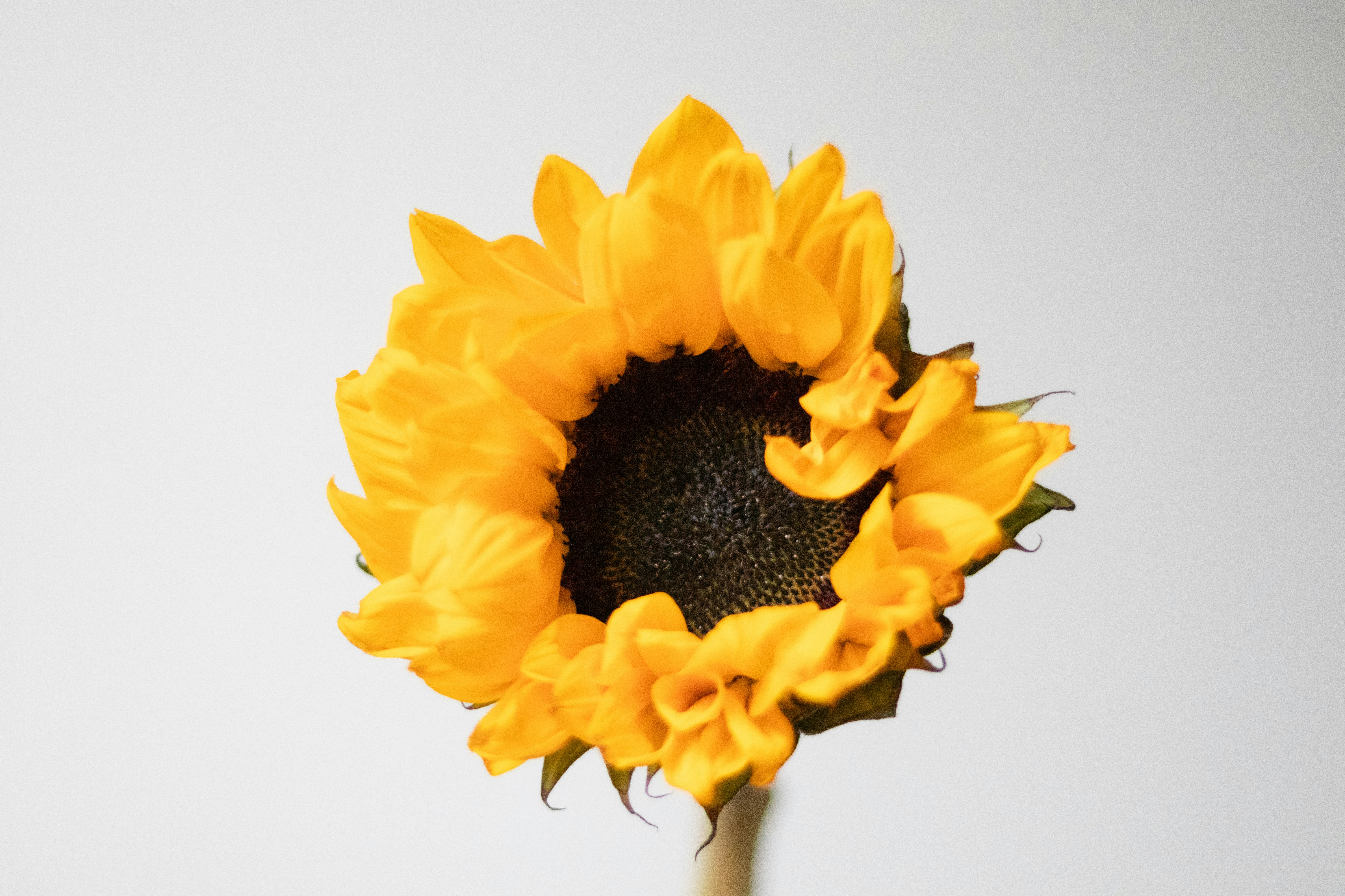 Photo by fionamurrayphoto