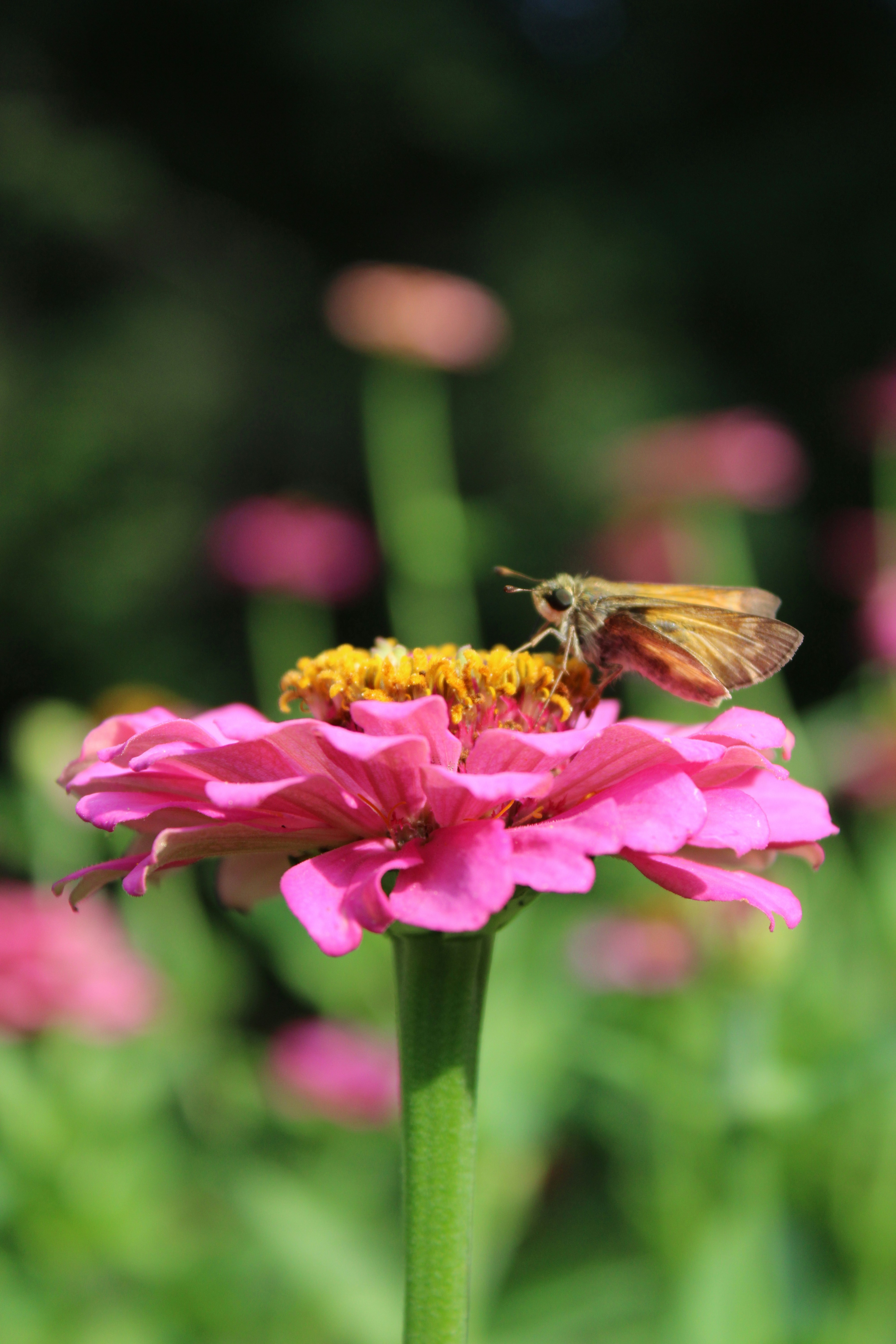 Photo by veronicapotter