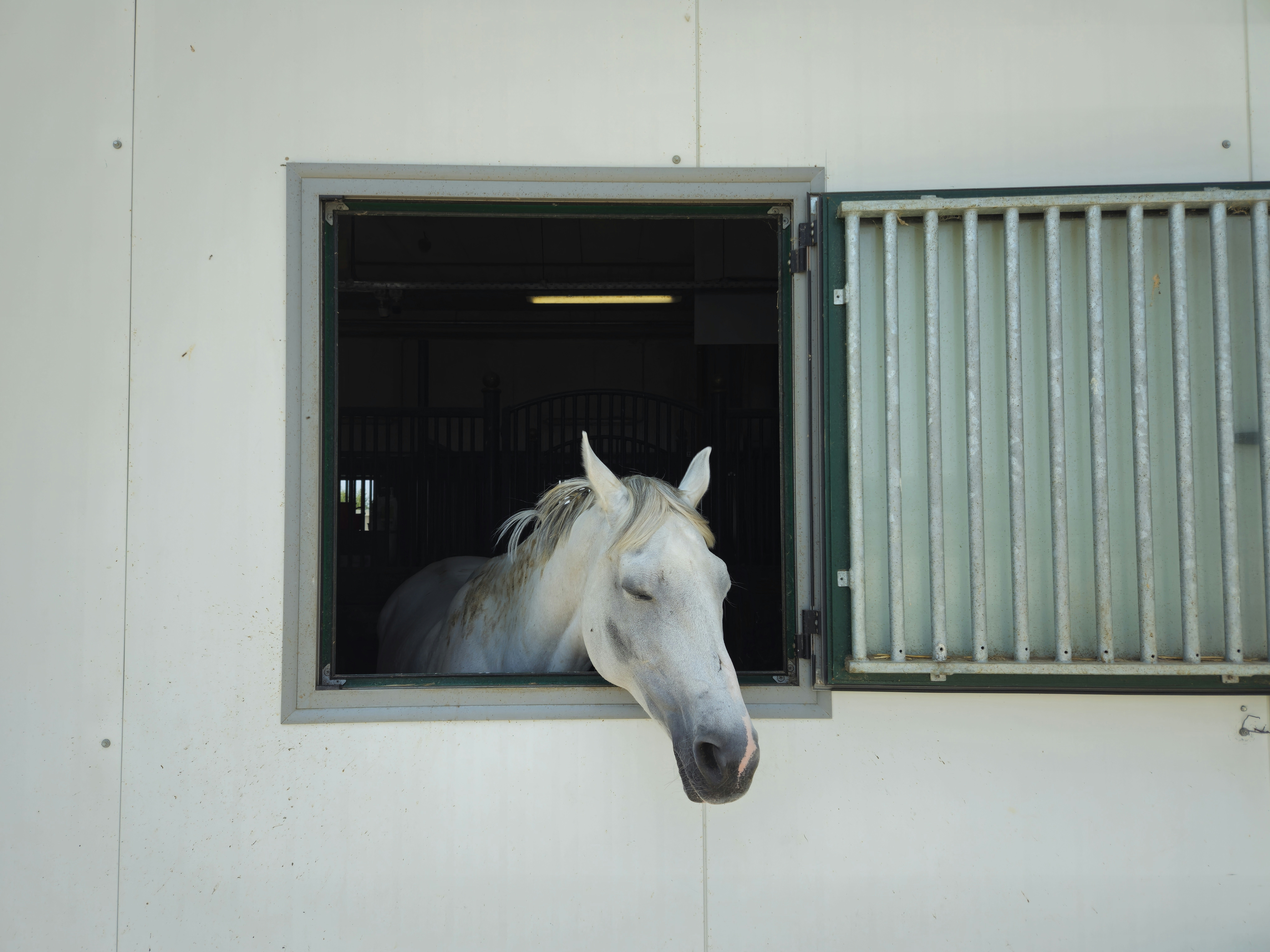 A white horse peeks out from a window.