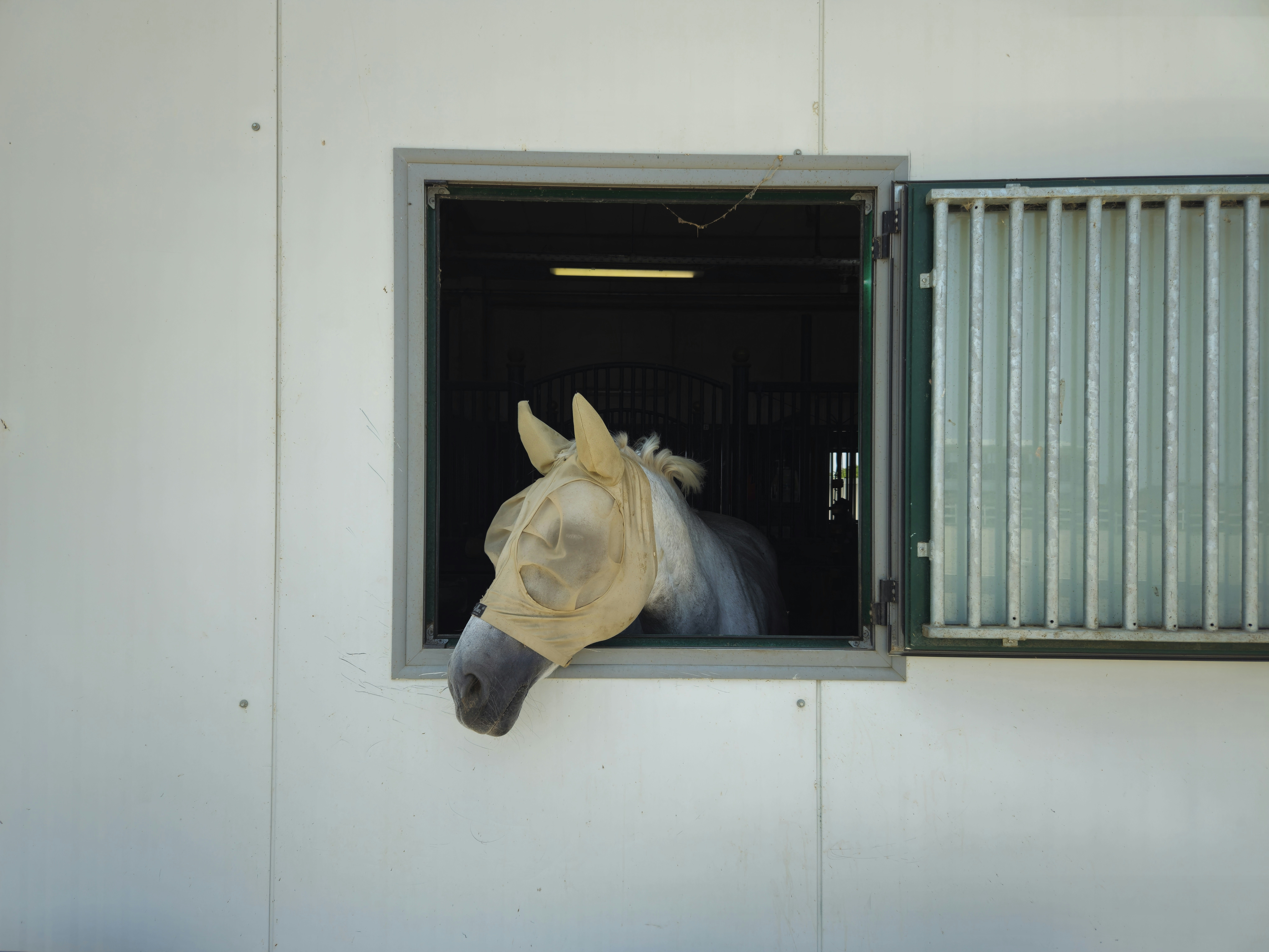 A horse looks out of its stable window.