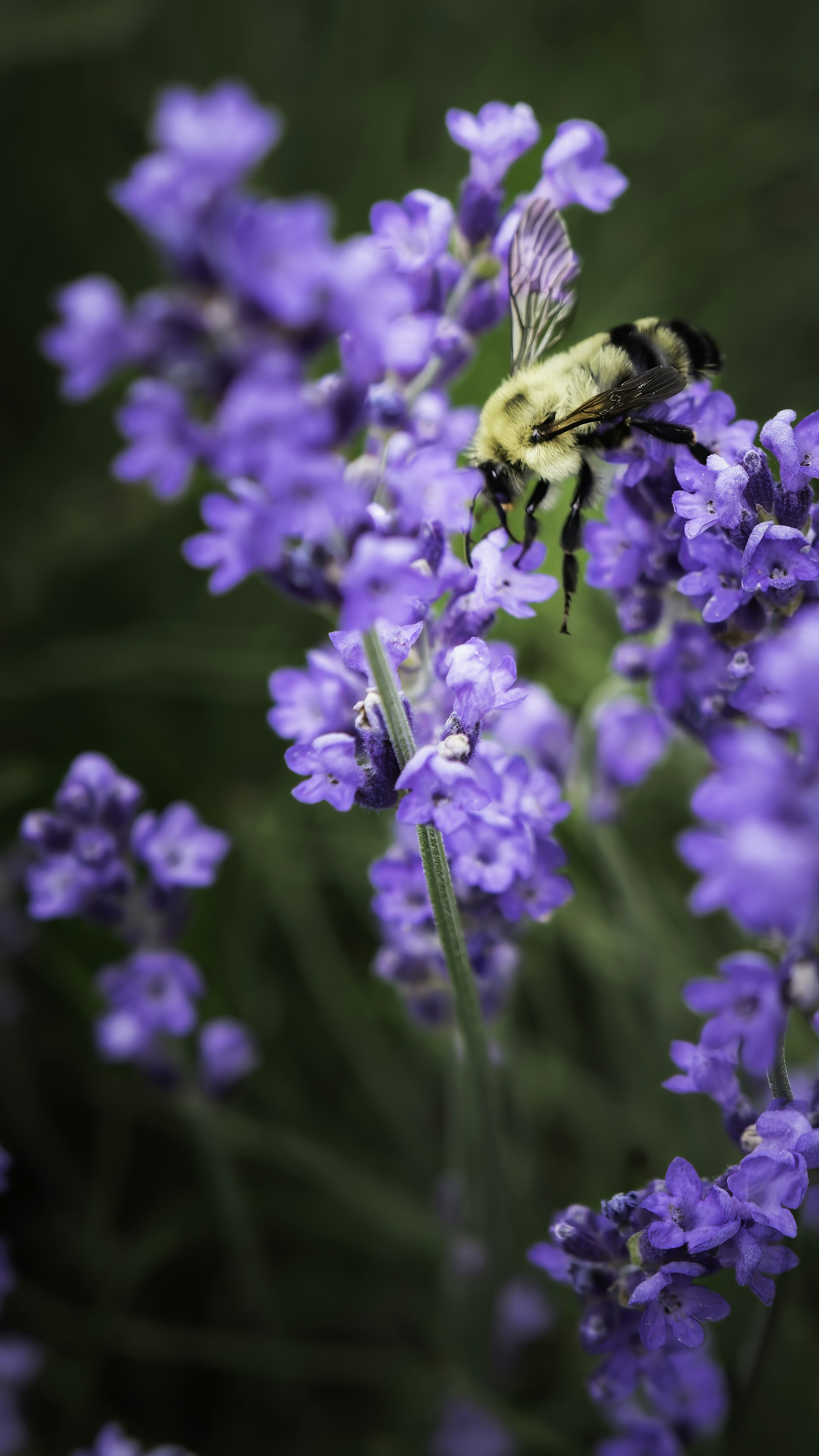 A bee pollinates purple flowers.