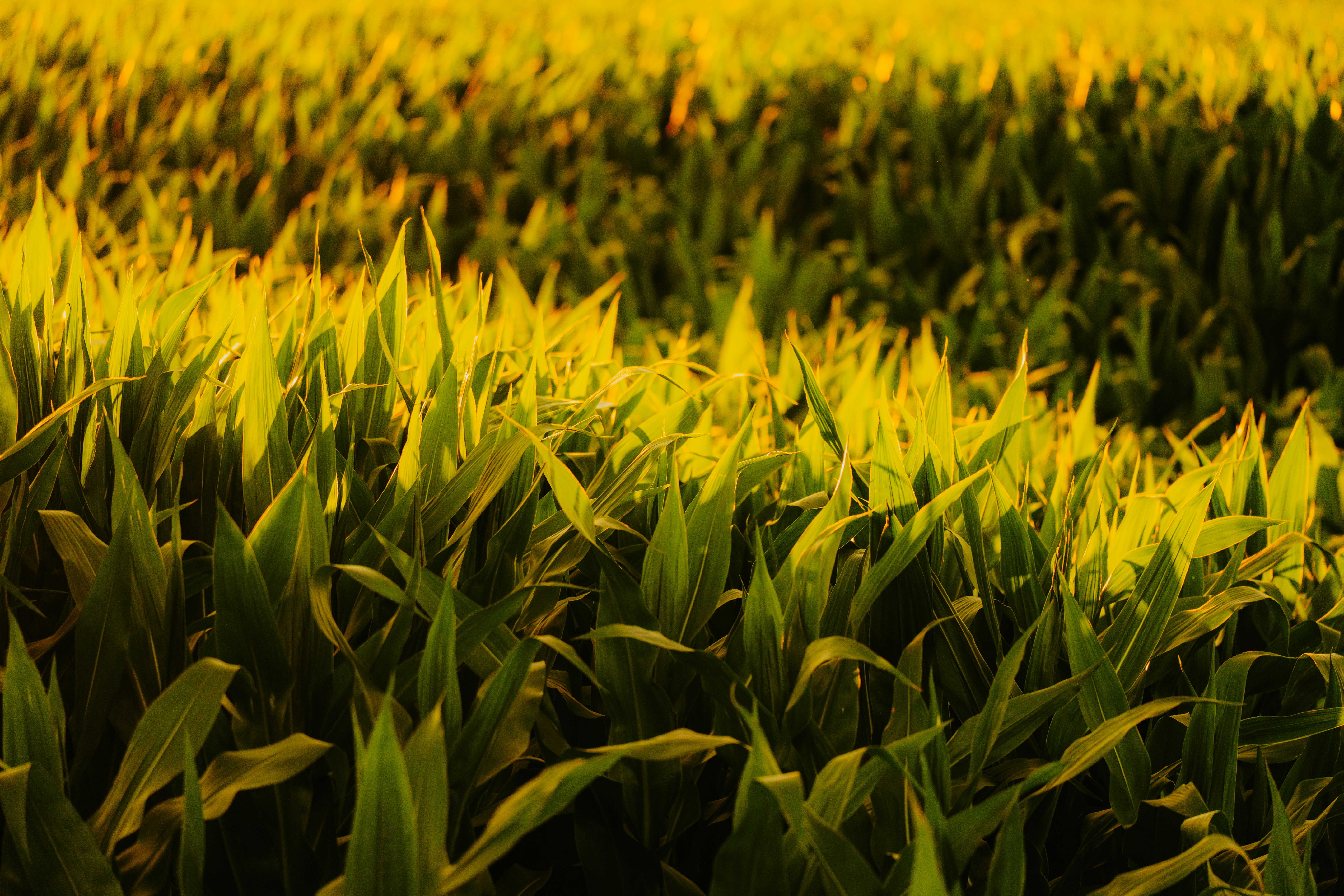 Photo by bylukemiller