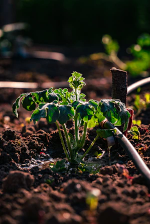A small plant flourishes in the brown soil