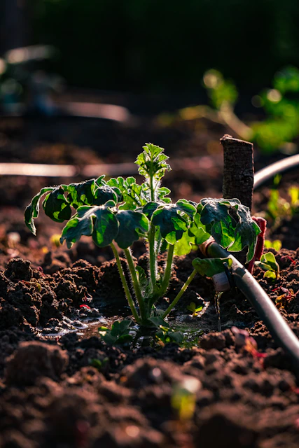 A small plant flourishes in the brown soil.