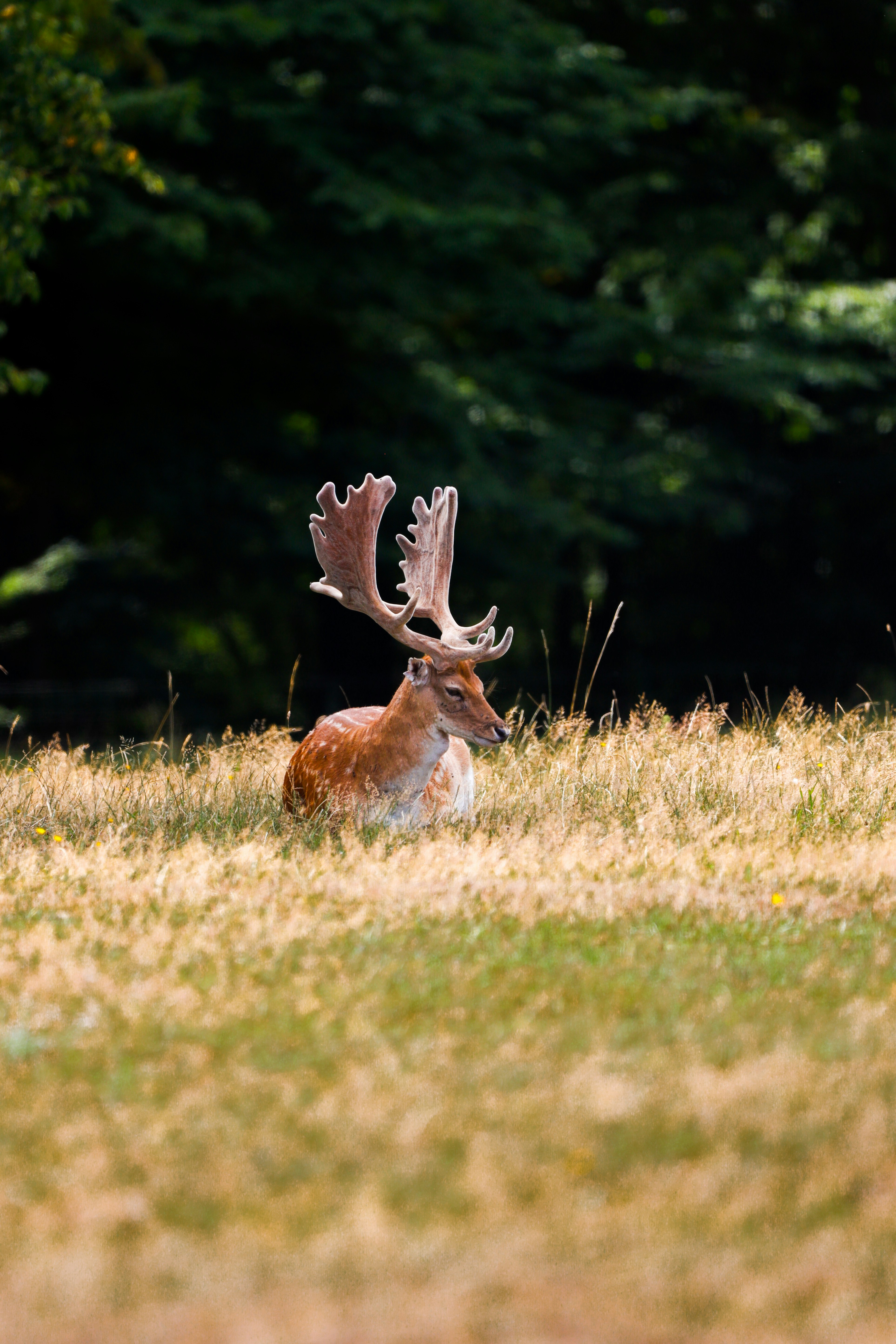 A majestic deer rests in a grassy field.