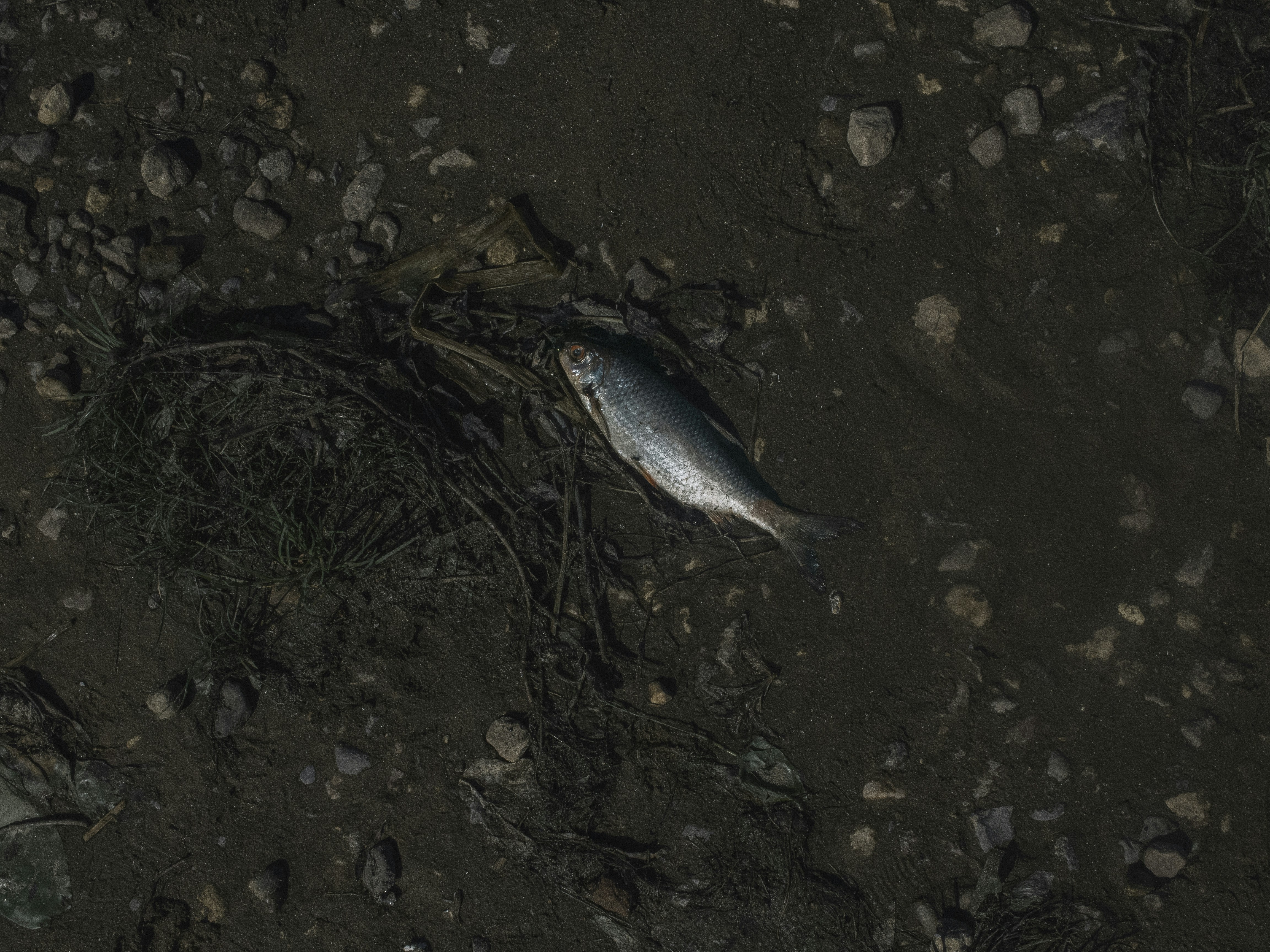 Ein toter Fisch liegt auf dunklem, erdigem Boden.