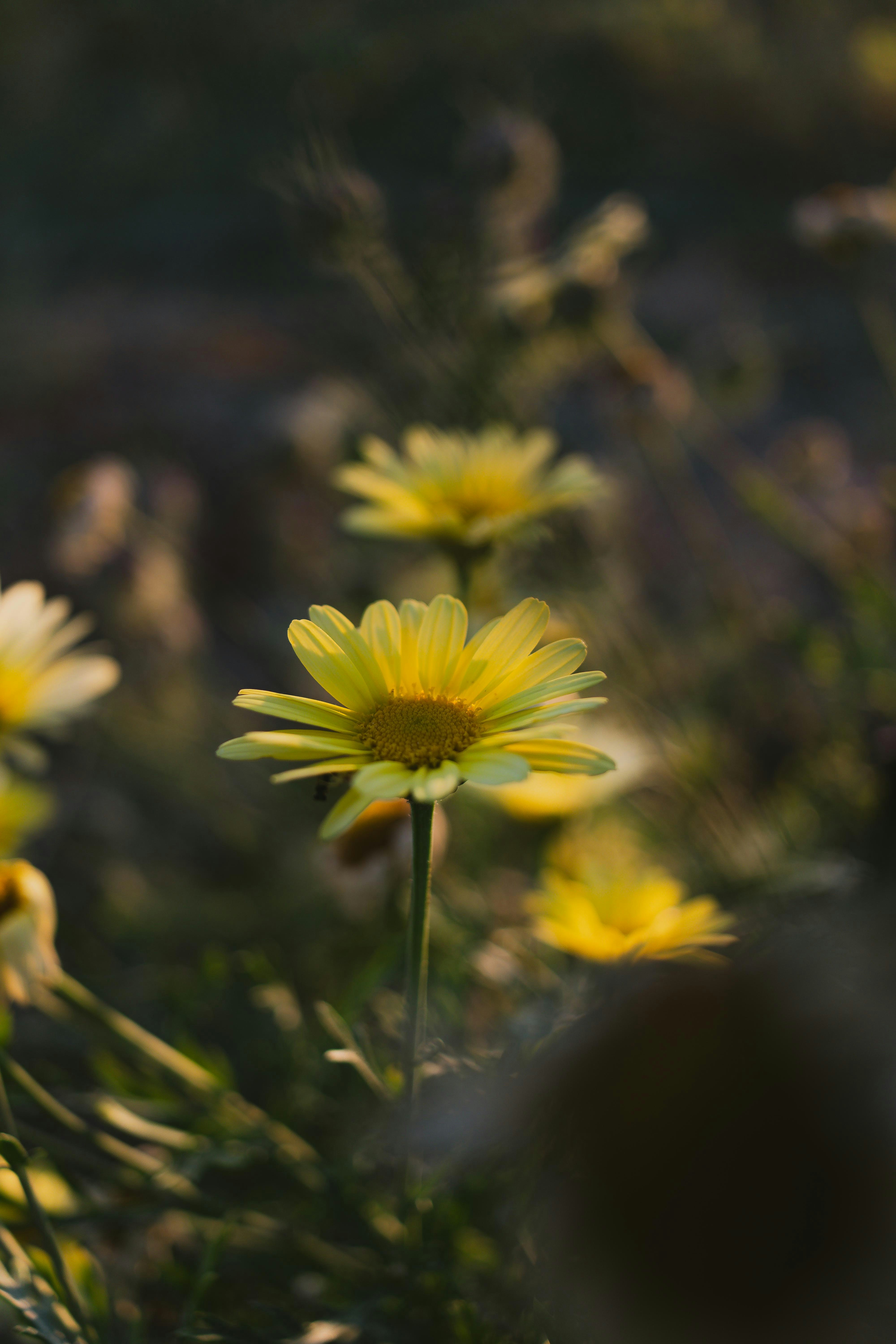 Photo by arlindphotography