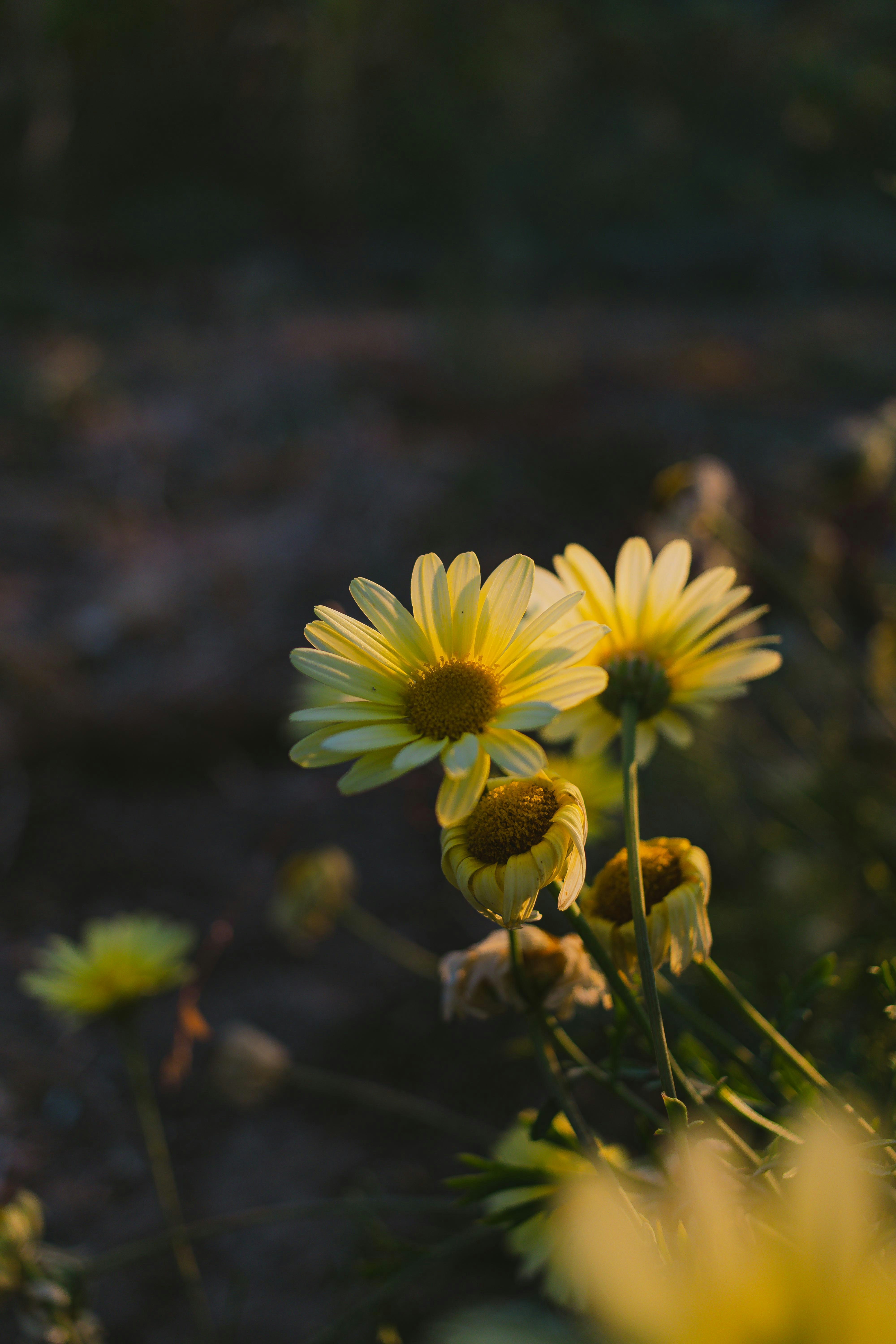 Photo by arlindphotography