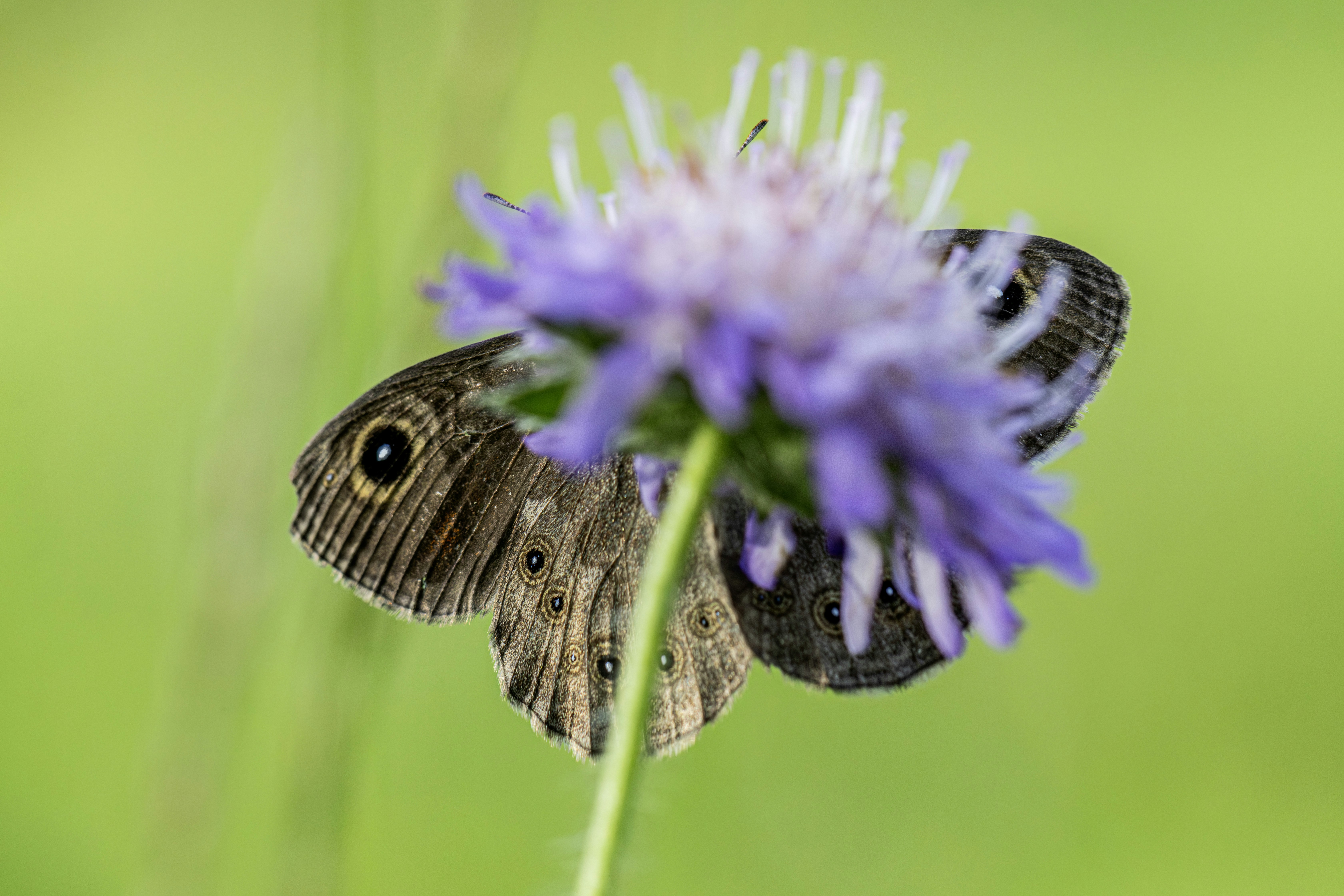 Photo by erik_karits