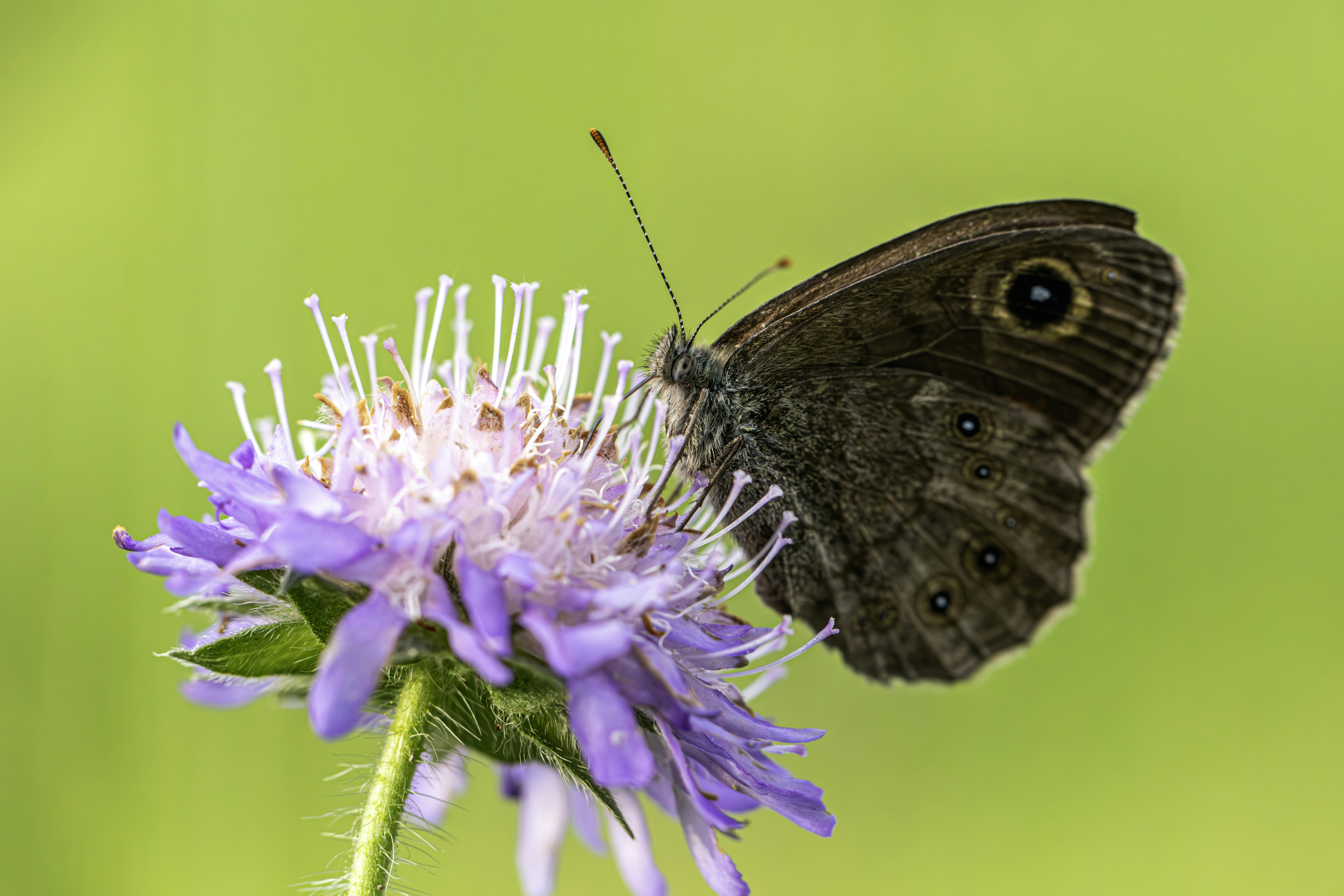 Photo by erik_karits