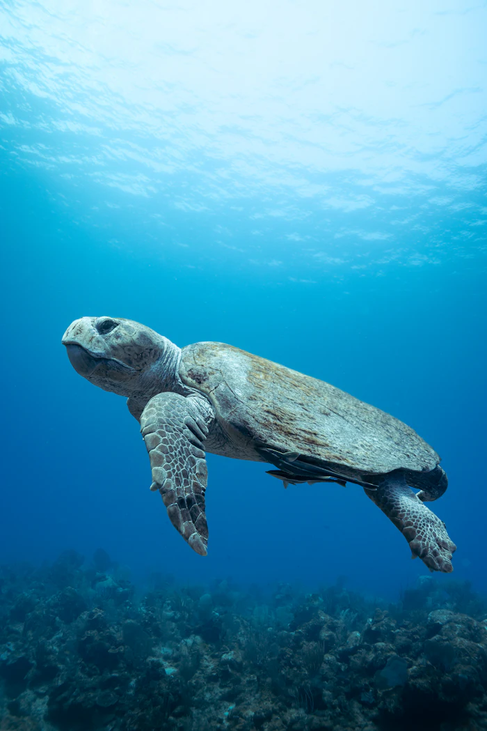 Sea turtle swimming along the reef at North Side Wall, Grand Cayman