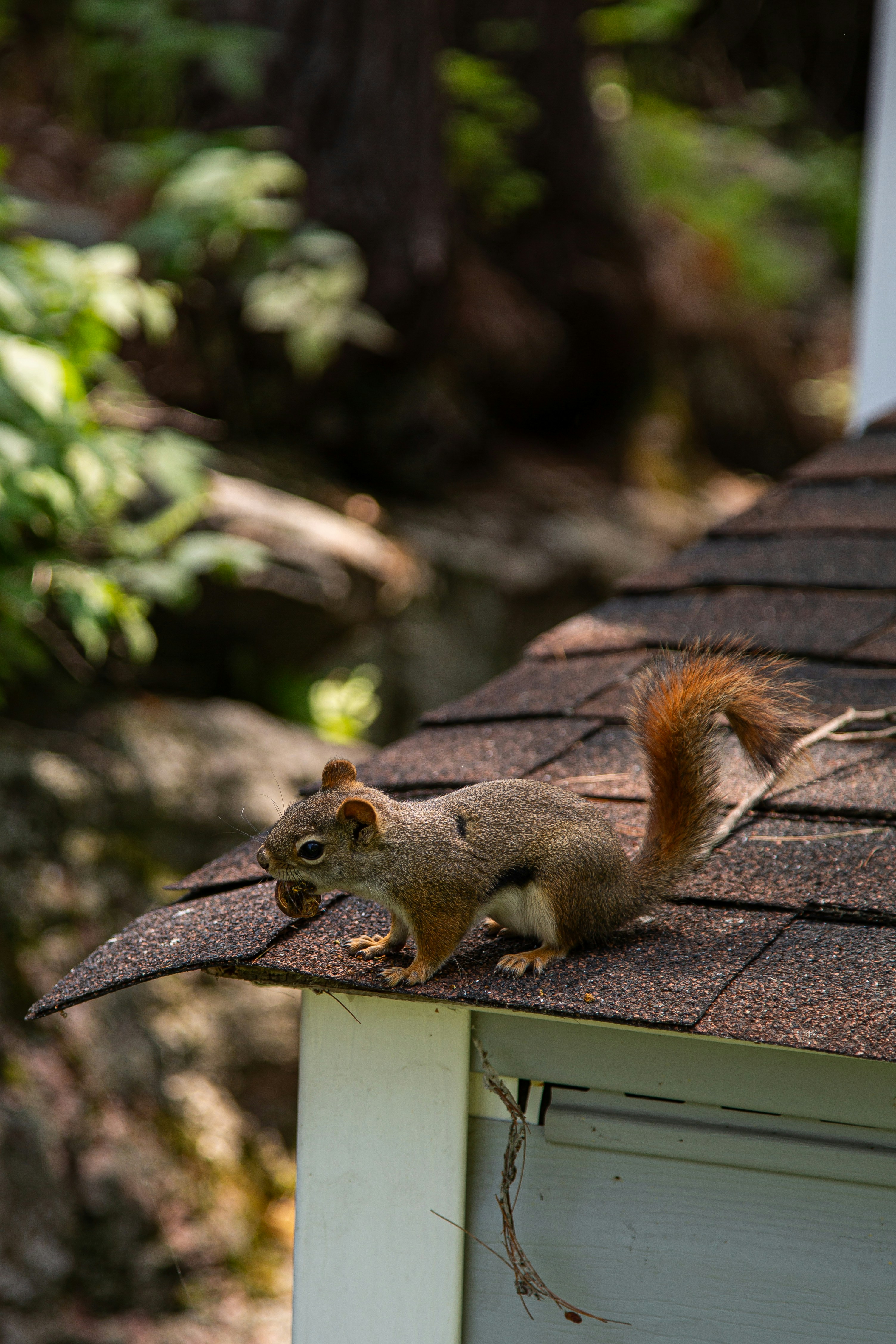 A squirrel balances on the edge of a roof