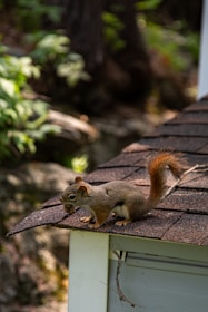 A squirrel balances on the edge of a roof.