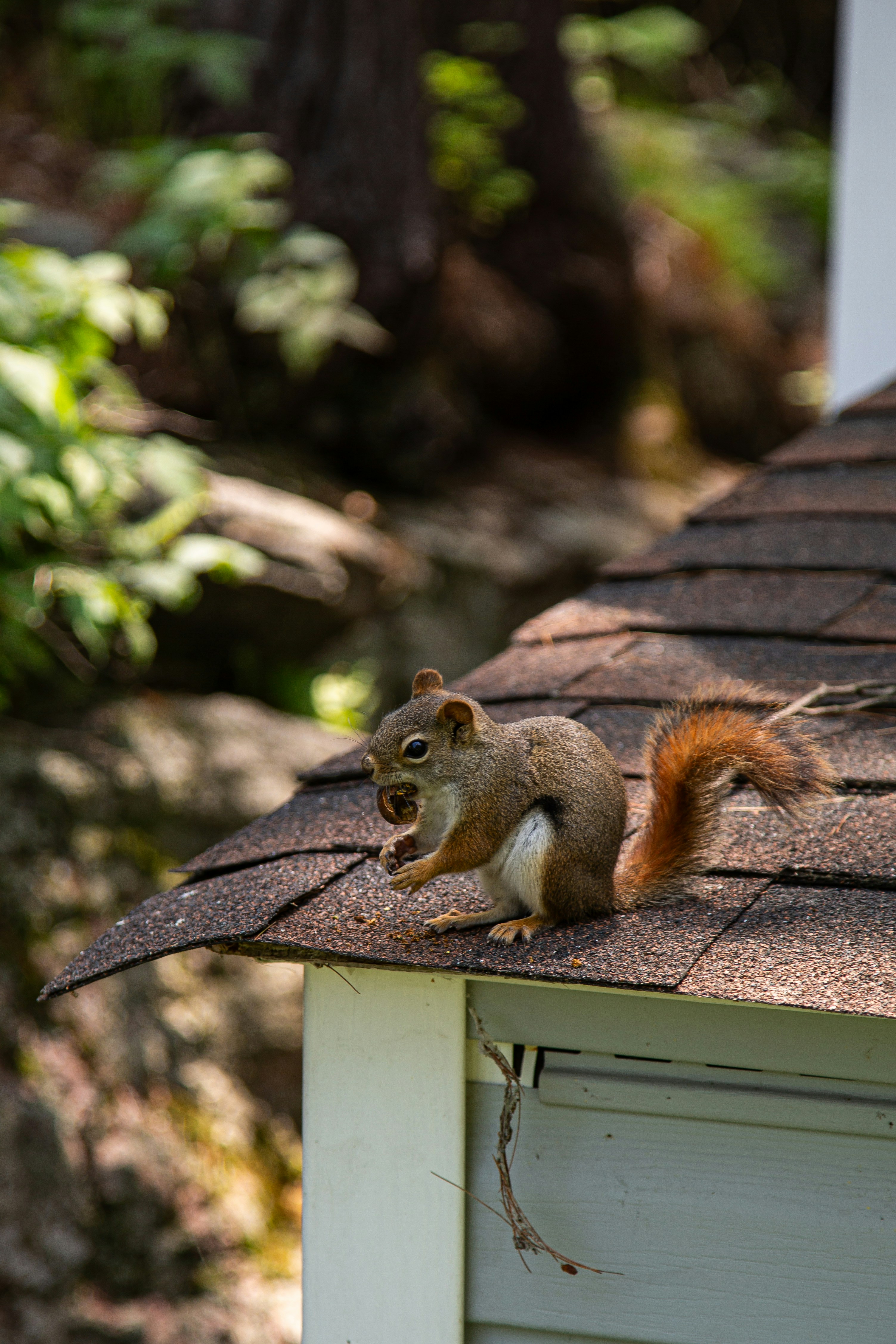 A squirrel eats on a rooftop