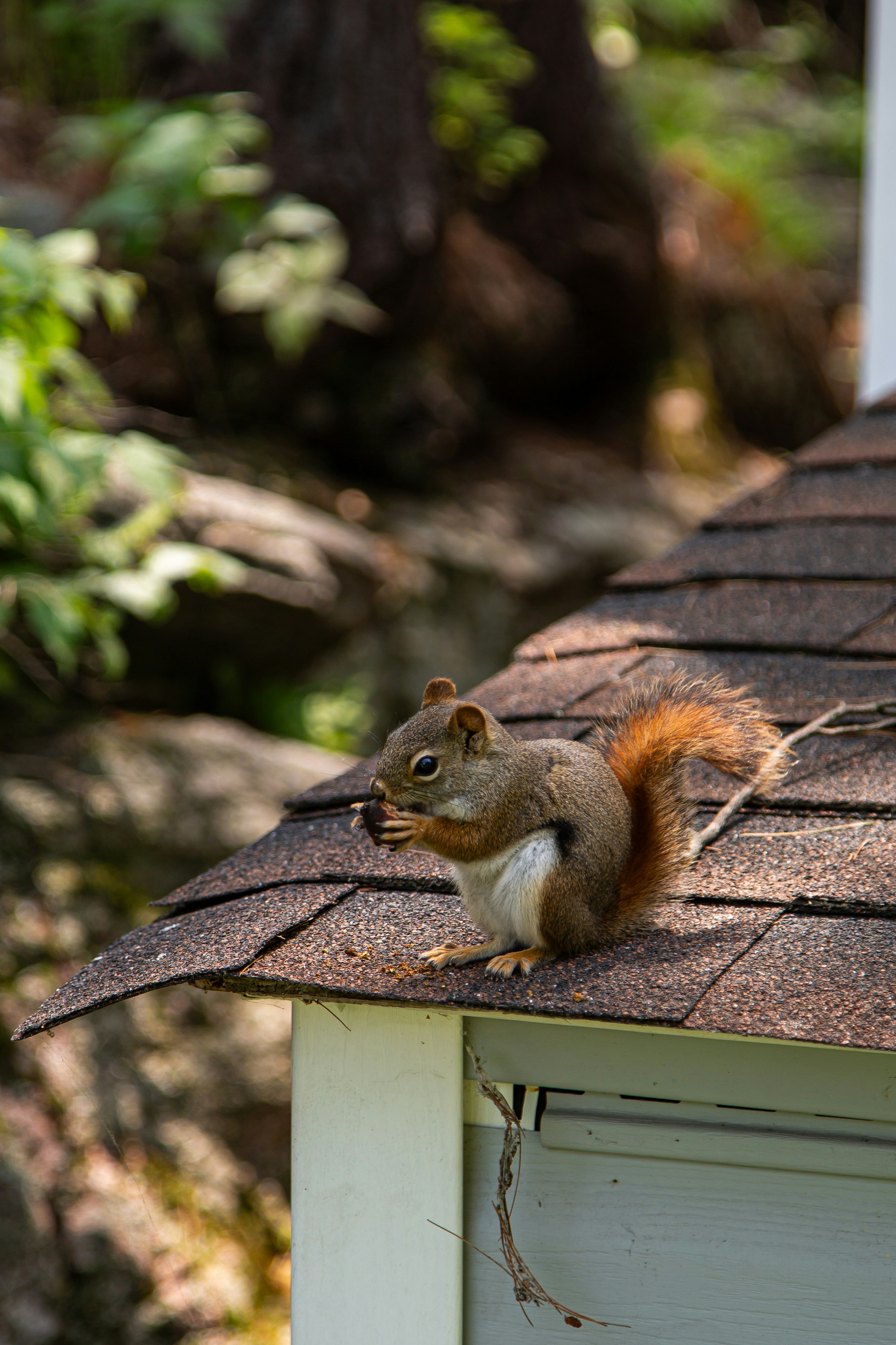 A squirrel sits on a roof eating something