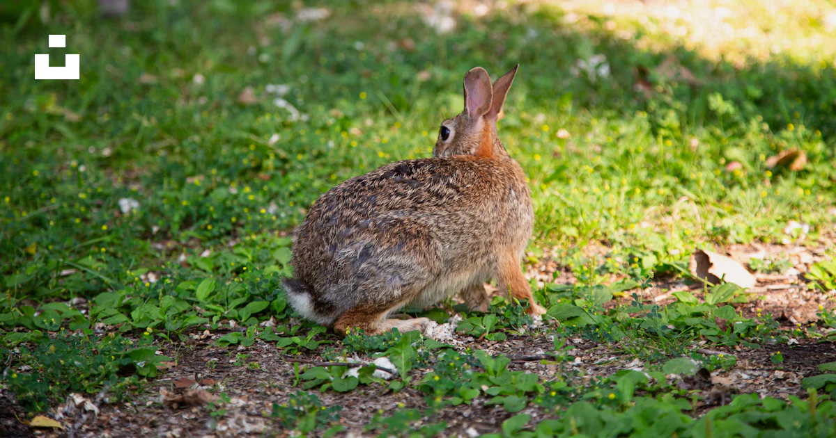 A rabbit hops through the green grass. photo – Free Forest Image on ...