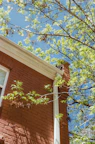 A brick building with branches against blue sky