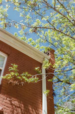 A brick building with branches against blue sky