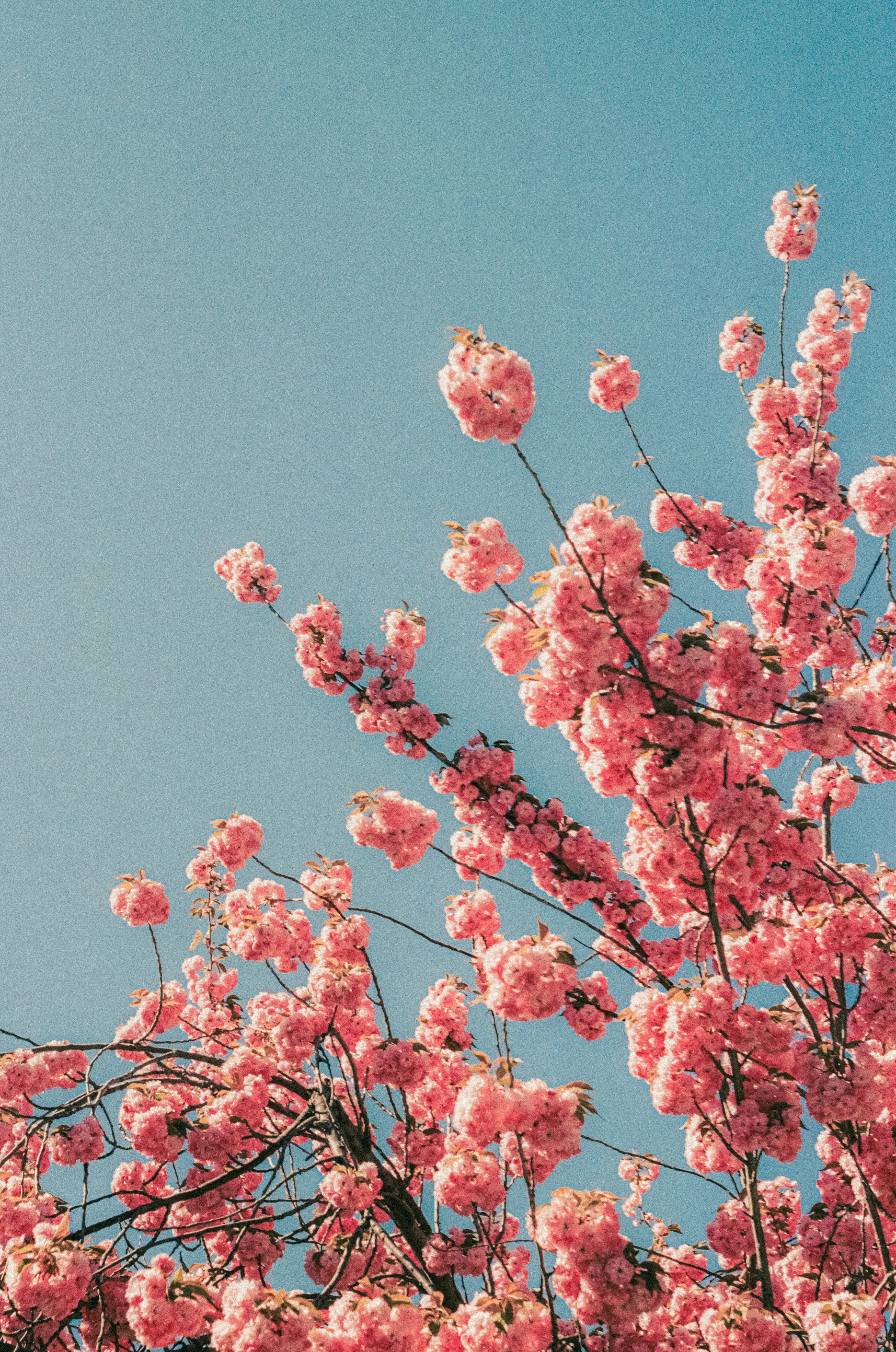 Cherry blossoms bloom vibrantly against a blue sky.