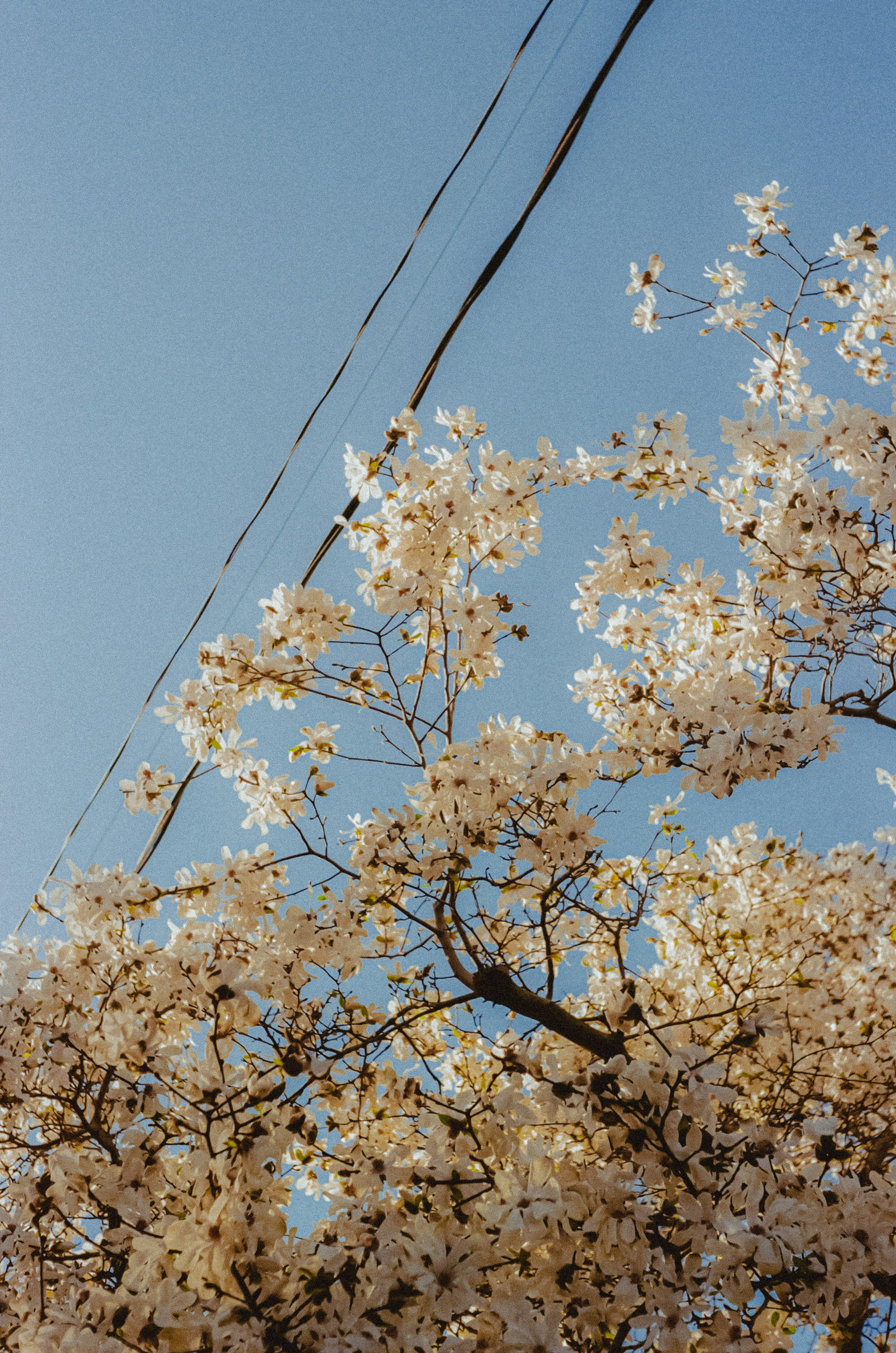 Photo by linusbelanger