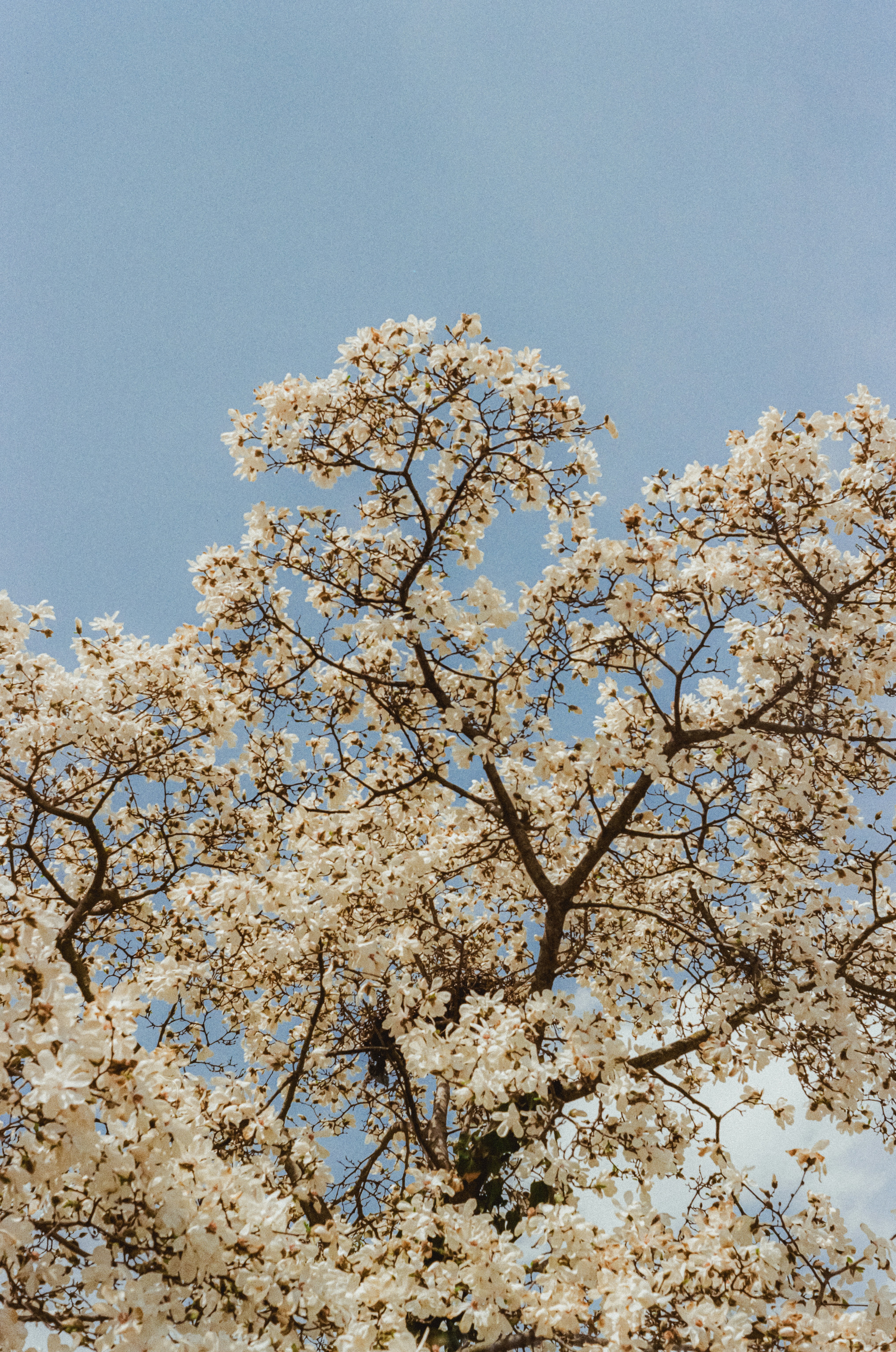 Un árbol en flor alcanza el cielo azul.