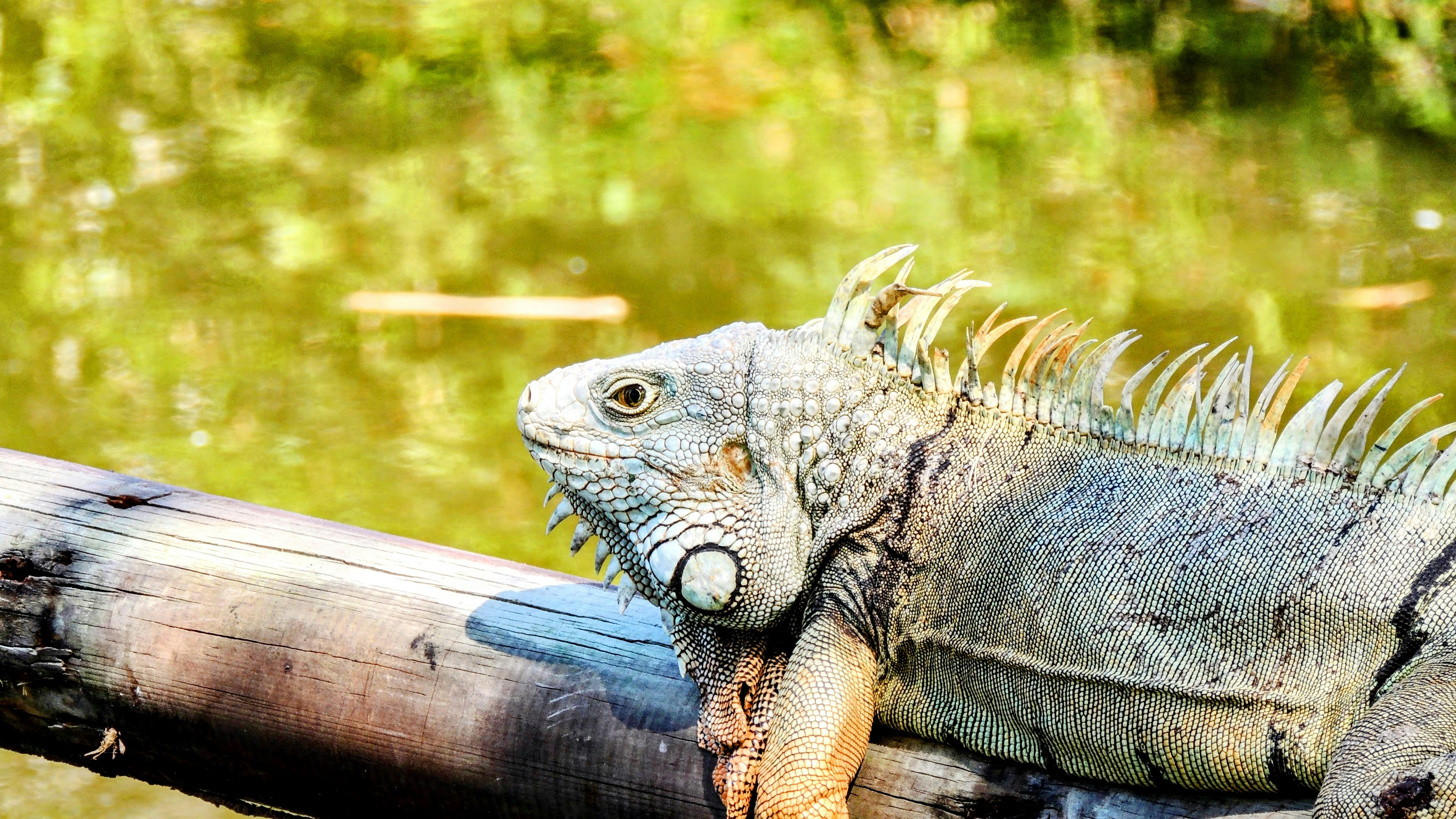 Photo by citywildlens