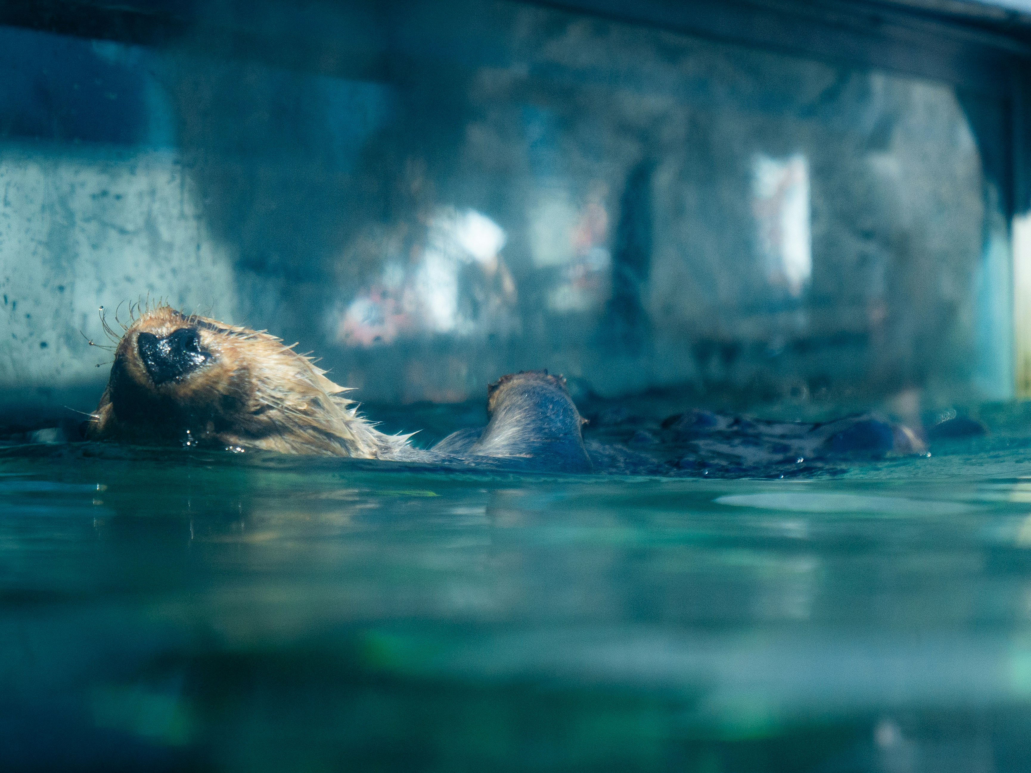 A sea otter is floating in water.