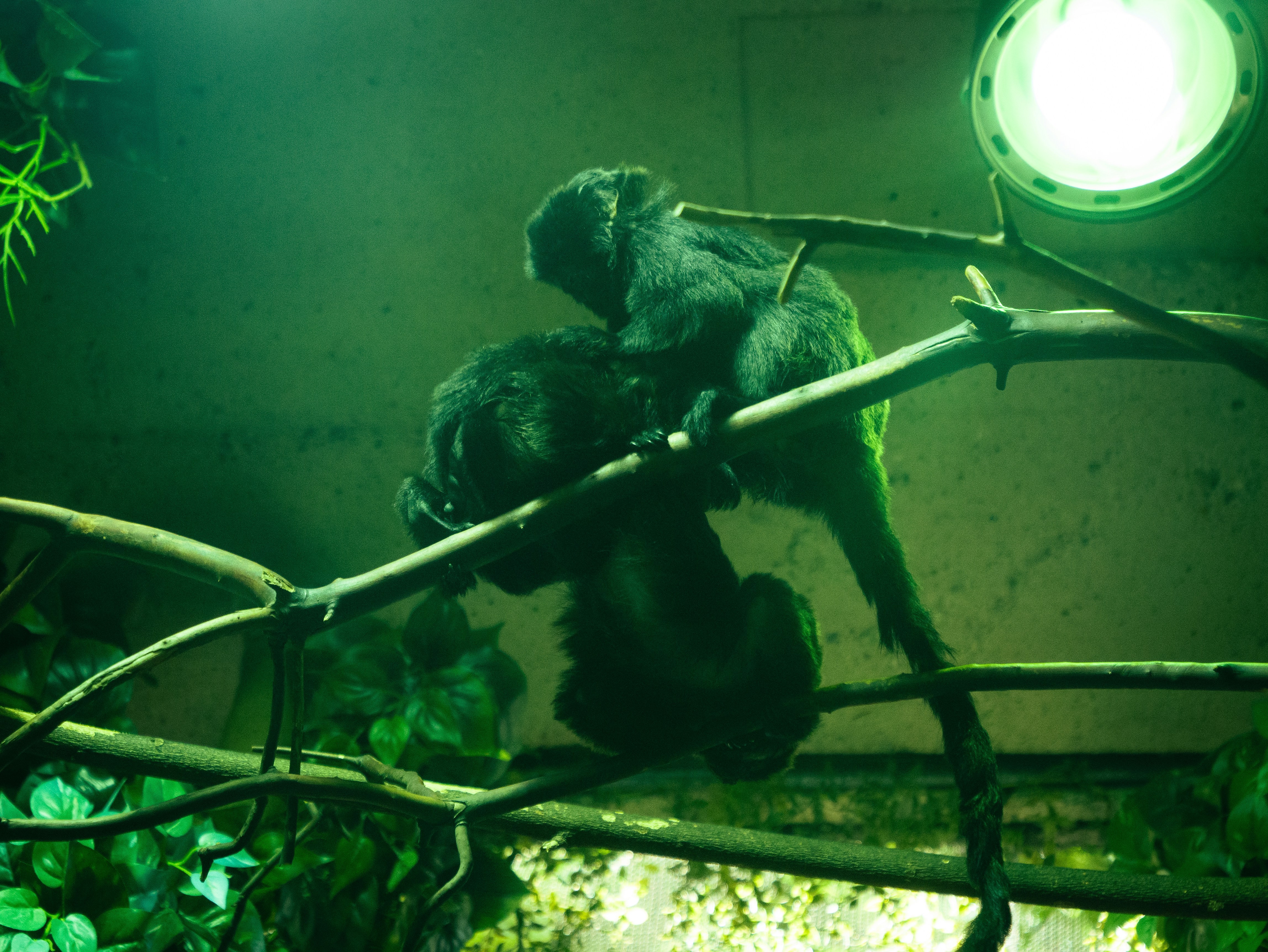 t rex tape vs gorilla tape