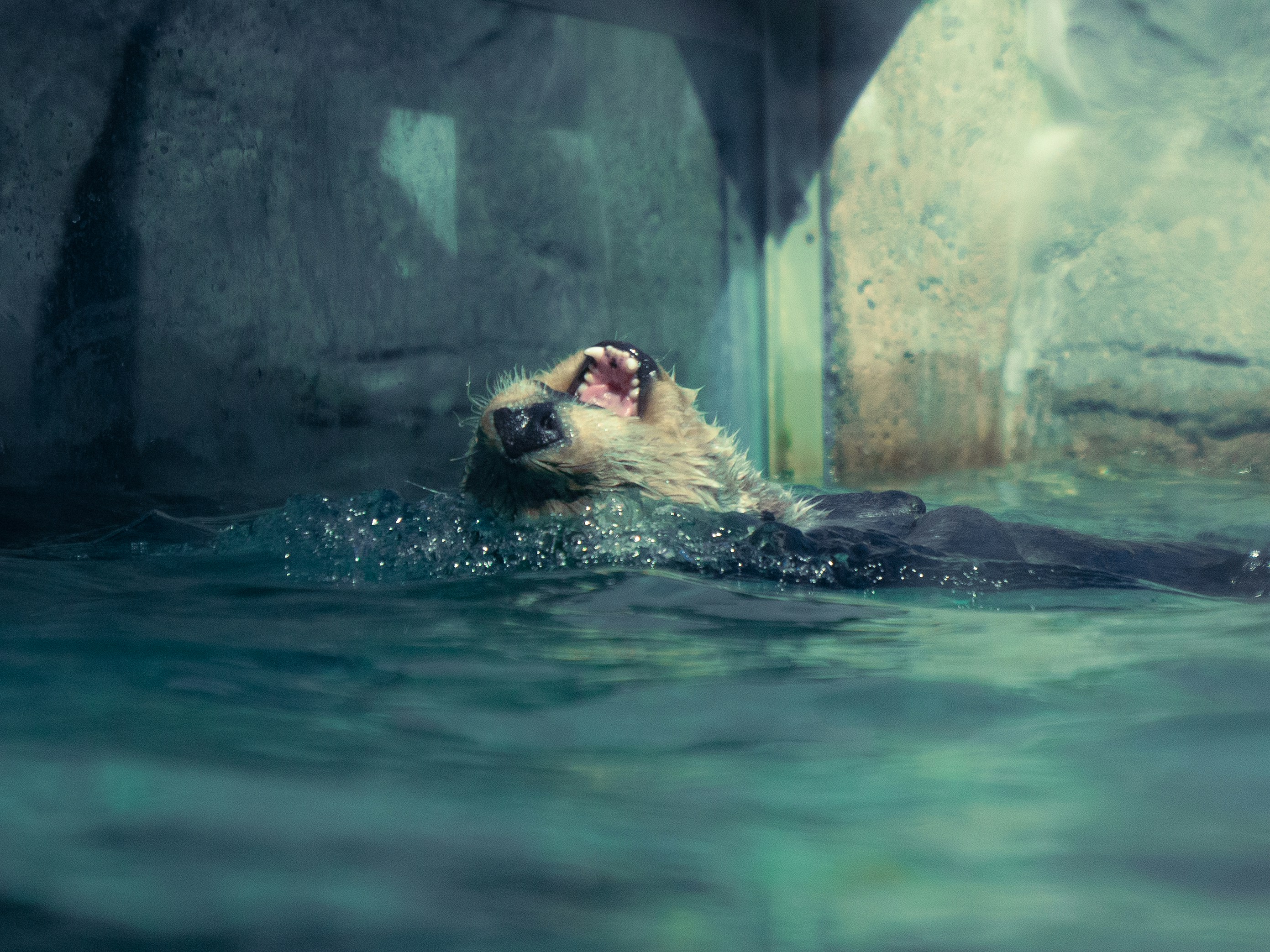 An otter is swimming in the water.
