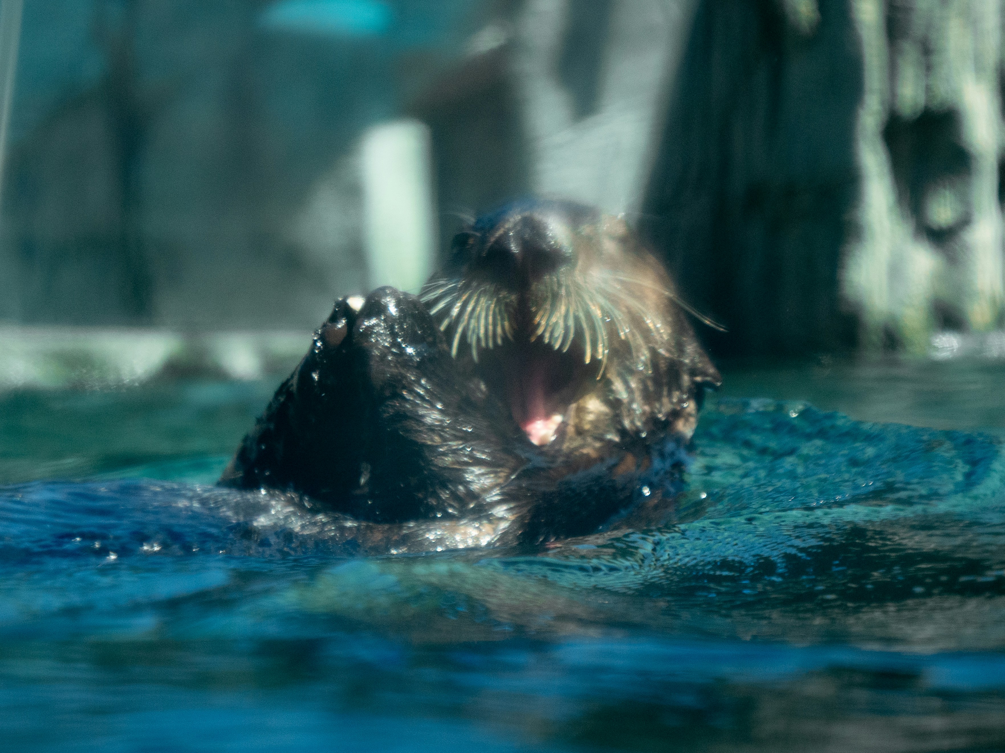 A sea otter splashes in the water.